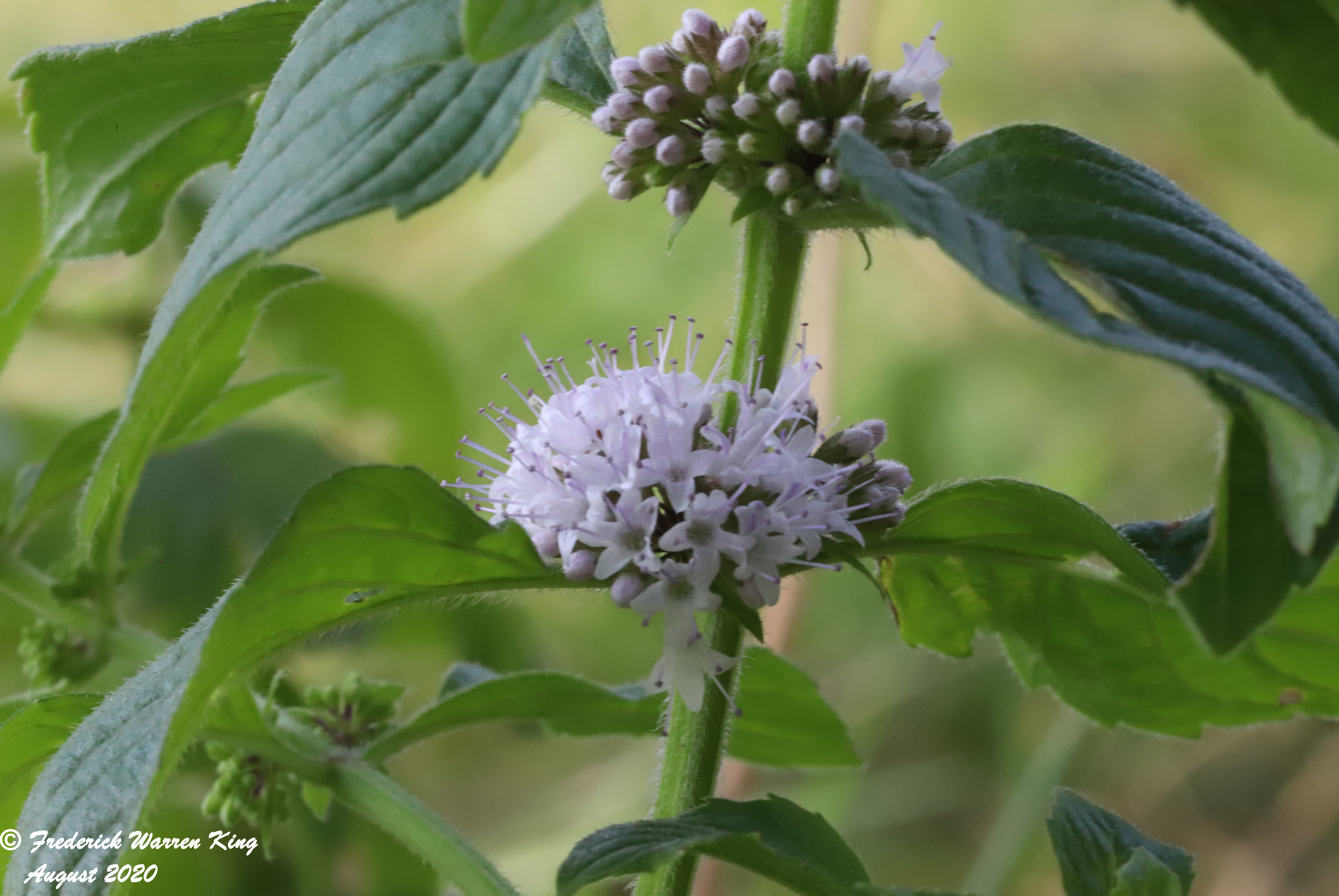 wild-flower-Mentha-canadensis-08-01-2020-IMG_4675.JPG