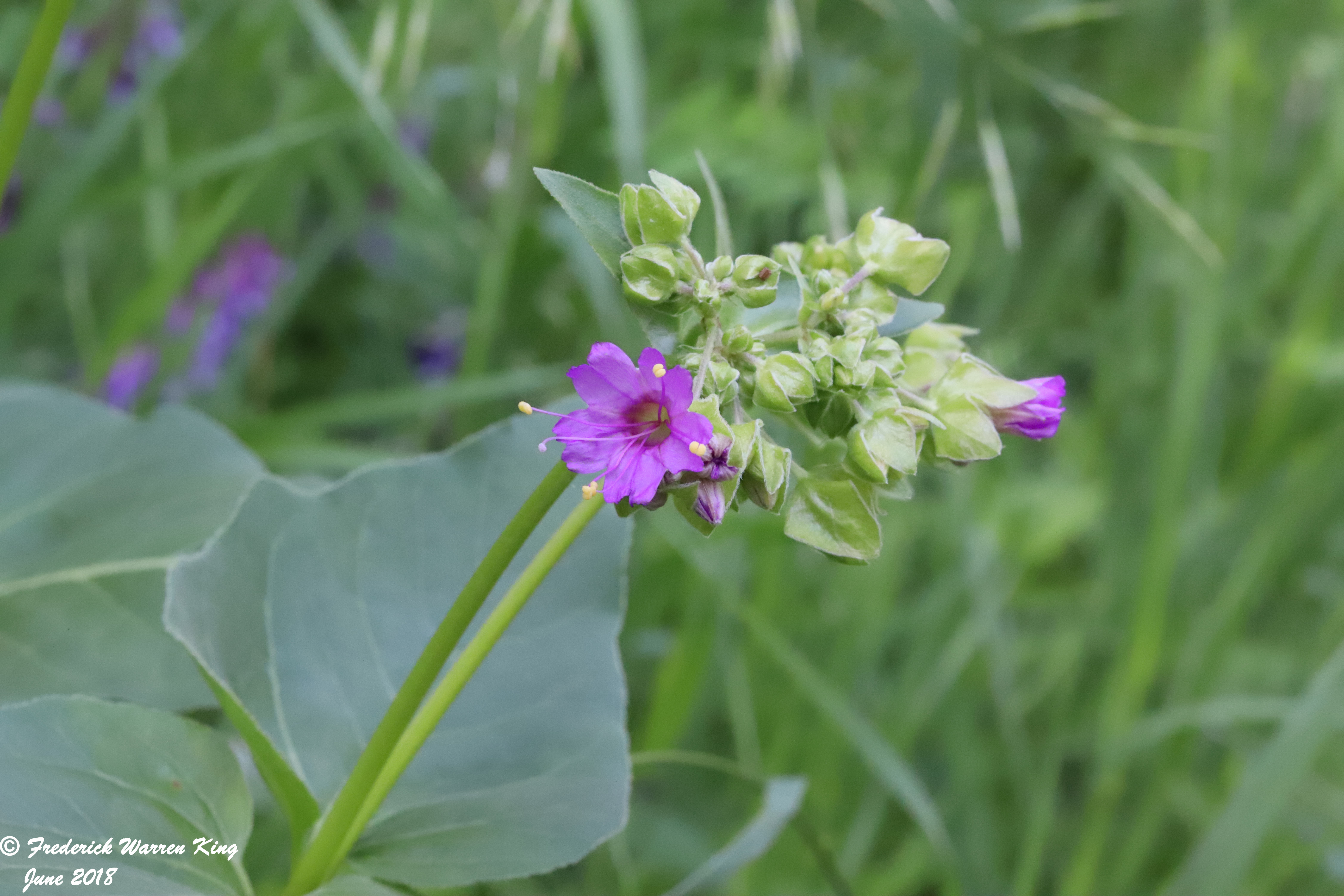 wild-flower-Mirabilis-nyctaginea-06-06-2018-IMG_0359.JPG