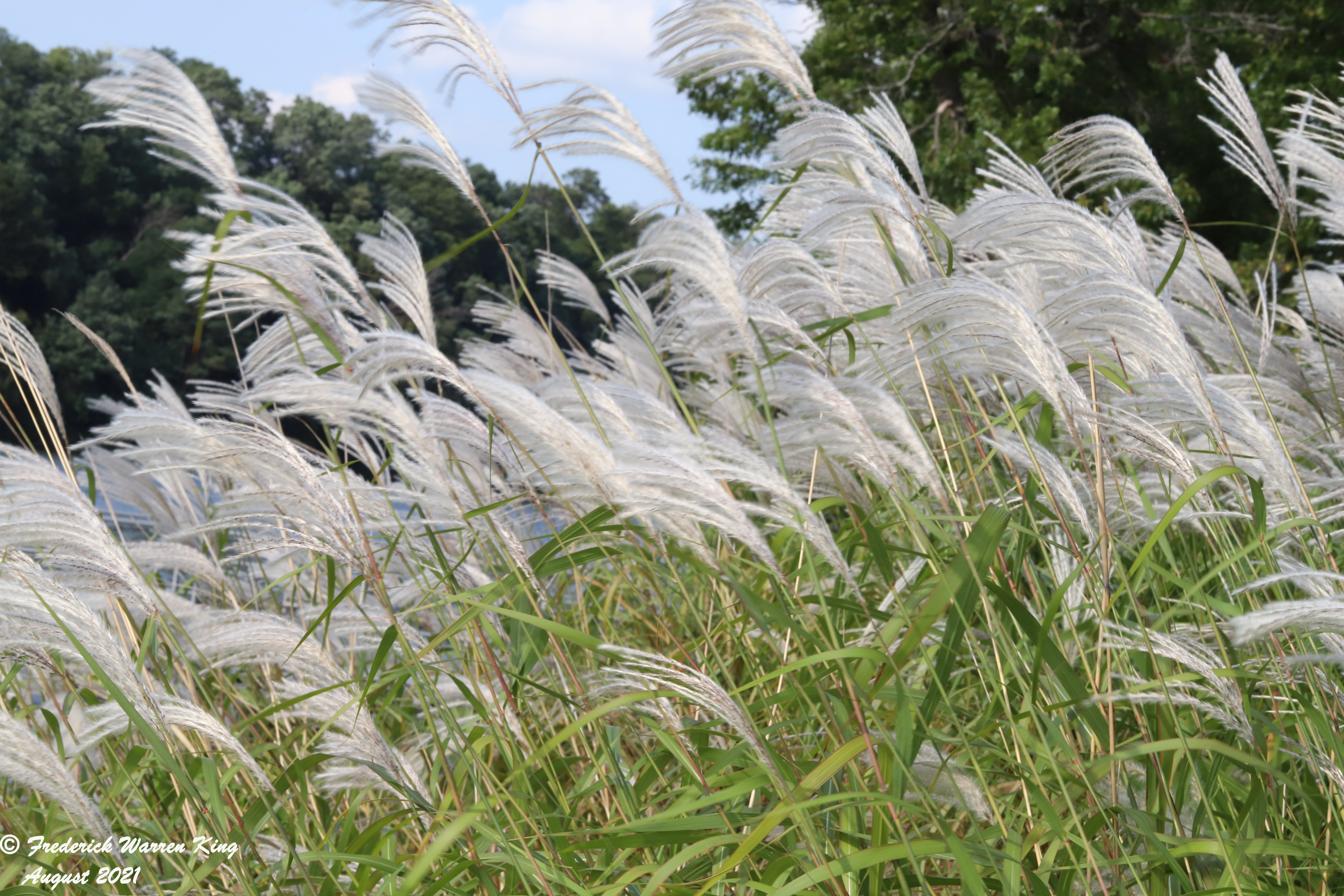 wild-flower-Miscanthus-sacchariflorus-08-20-2021-IMG_8795.JPG