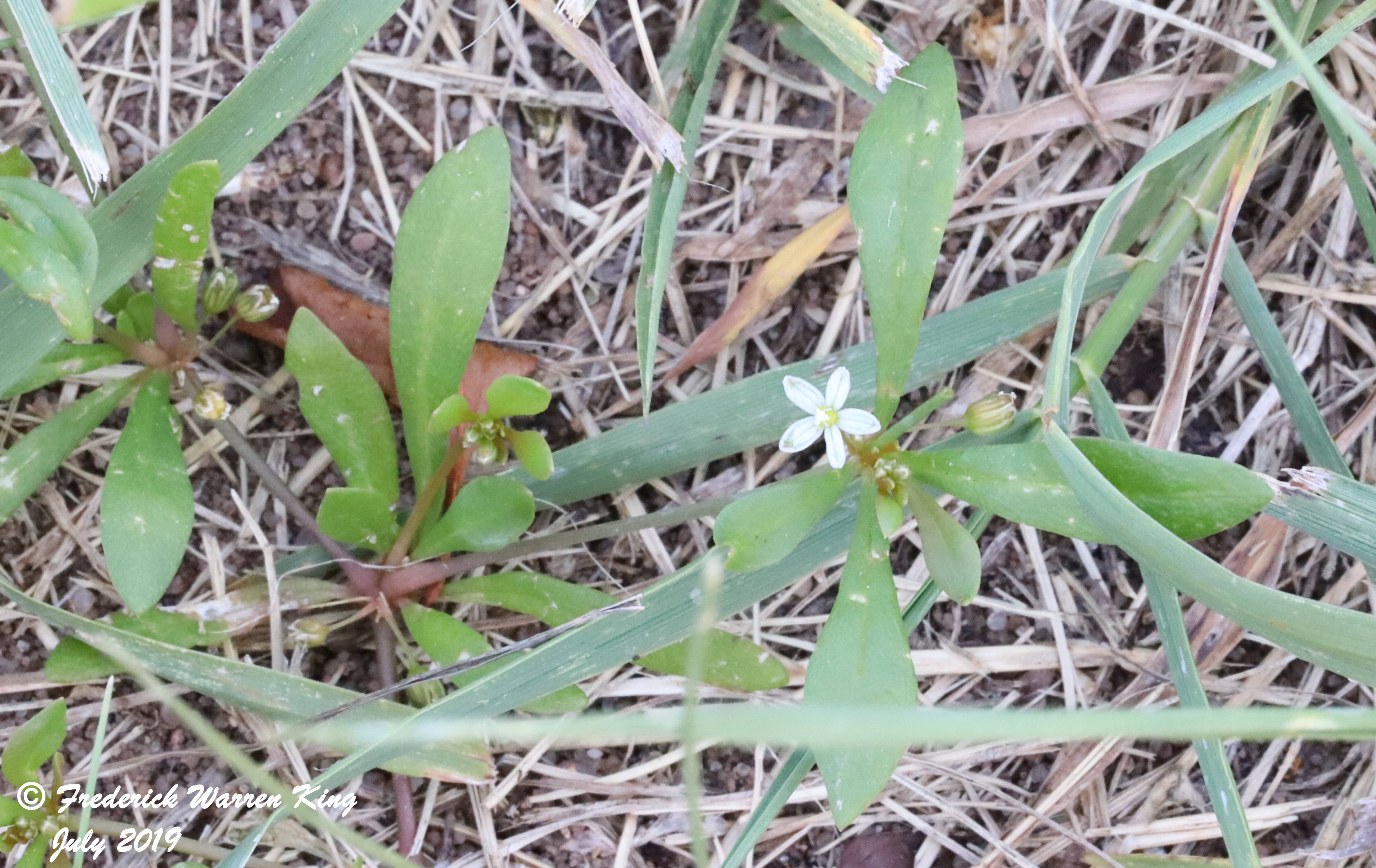 wild-flower-Mollugo-verticillata-07-14-2019-IMG_2296.JPG
