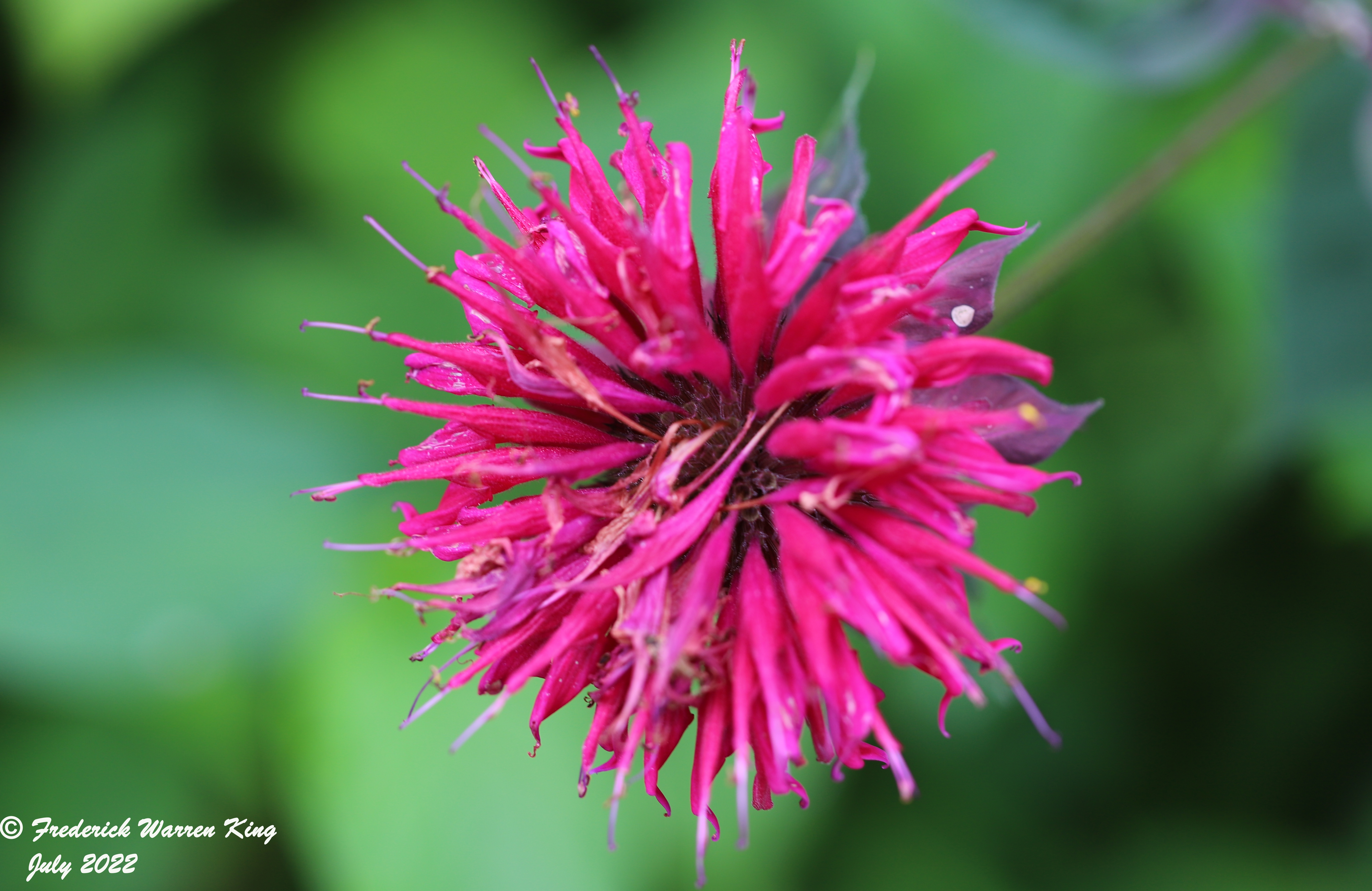 wild-flower-Monarda-didyma-07-16-2022-IMG_2846.JPG