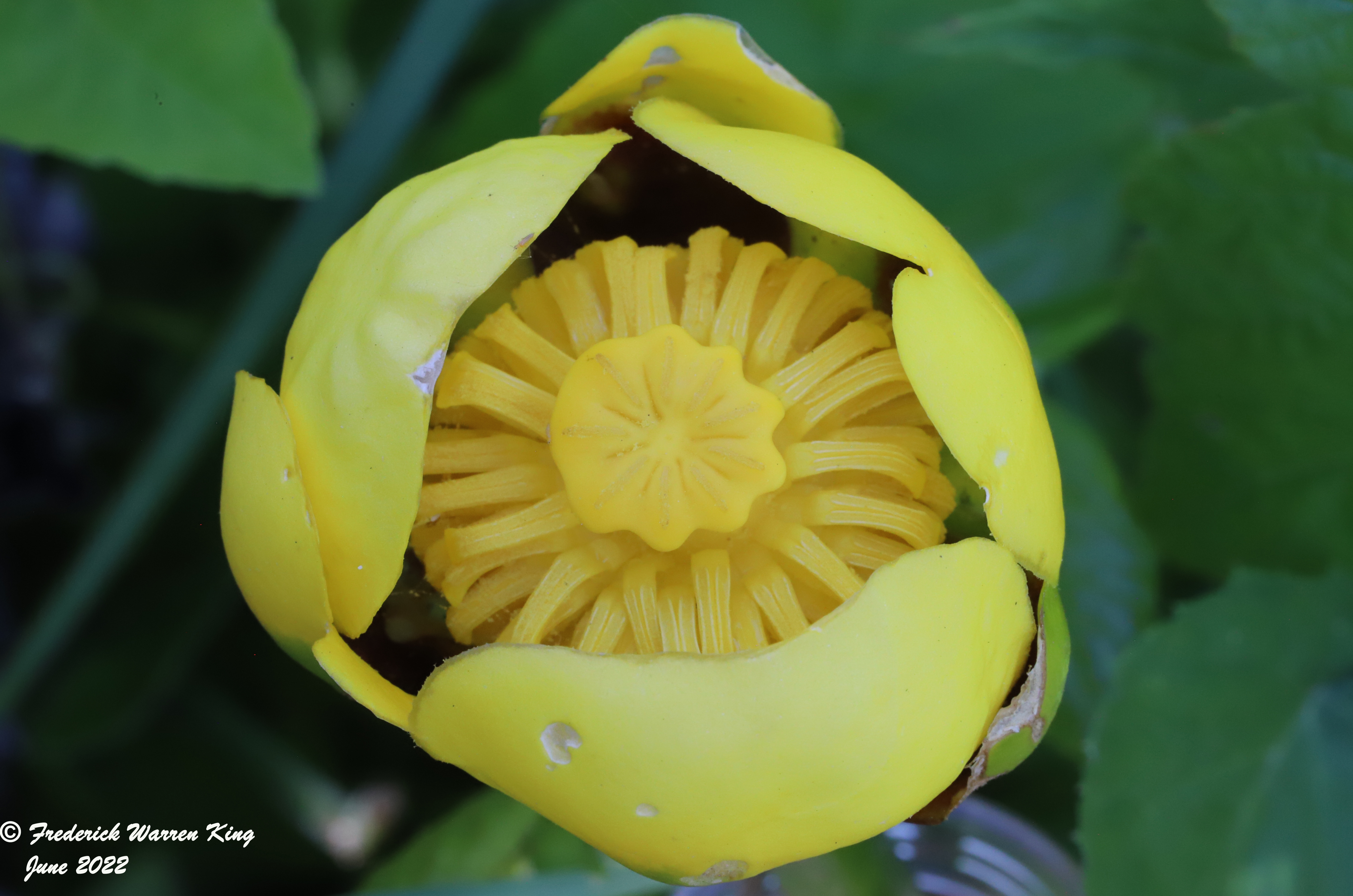 wild-flower-Nuphar-variegata-06-29-2022-IMG_2123.JPG
