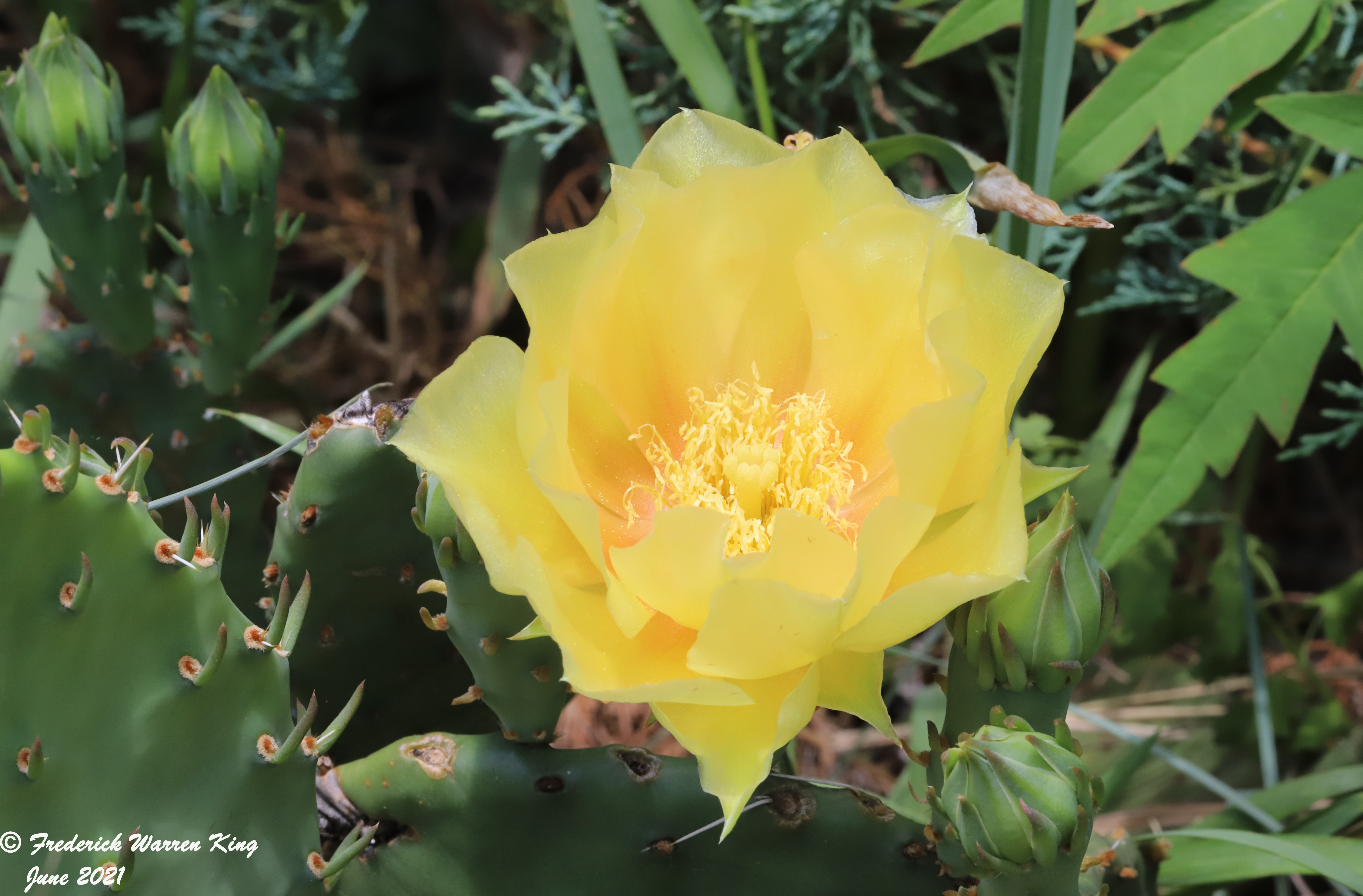 wild-flower-Opuntia-macrorhiza-06-16-2021-IMG_6930.JPG