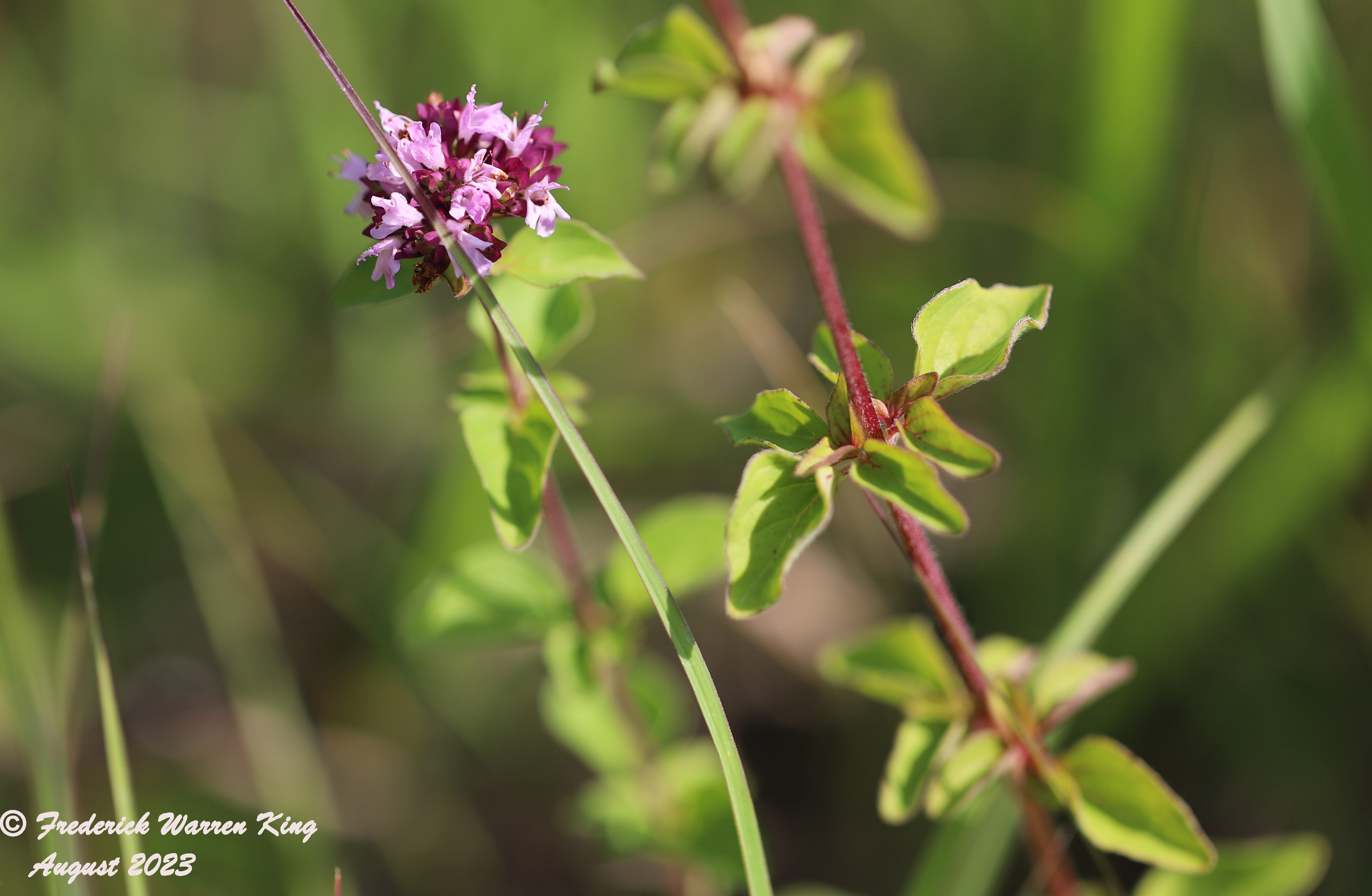 wild-flower-Origanum-vulgare-08-01-2023-IMG_8011.JPG