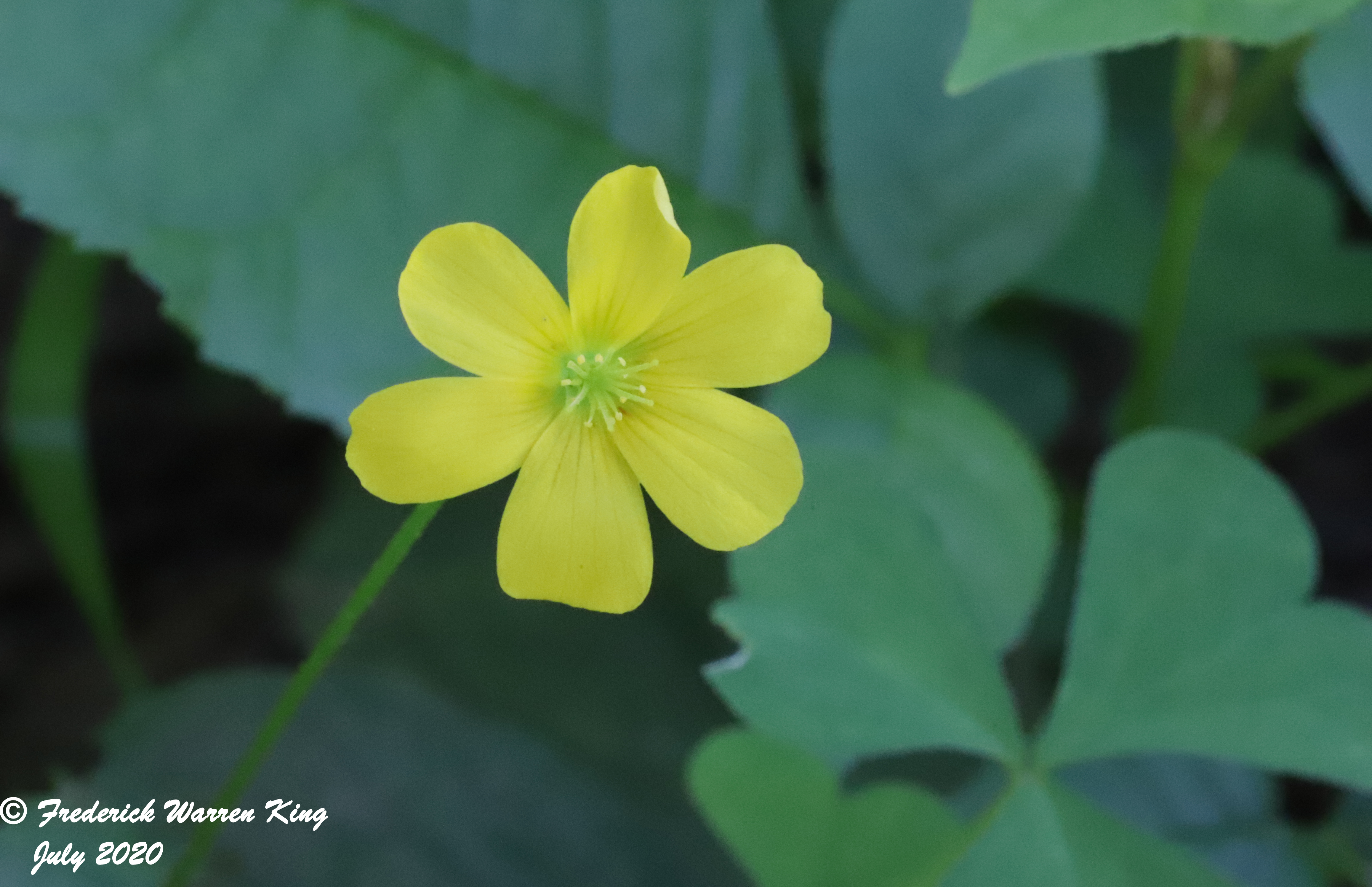 wild-flower-Oxalis-stricta-07-04-2020-IMG_4234.JPG