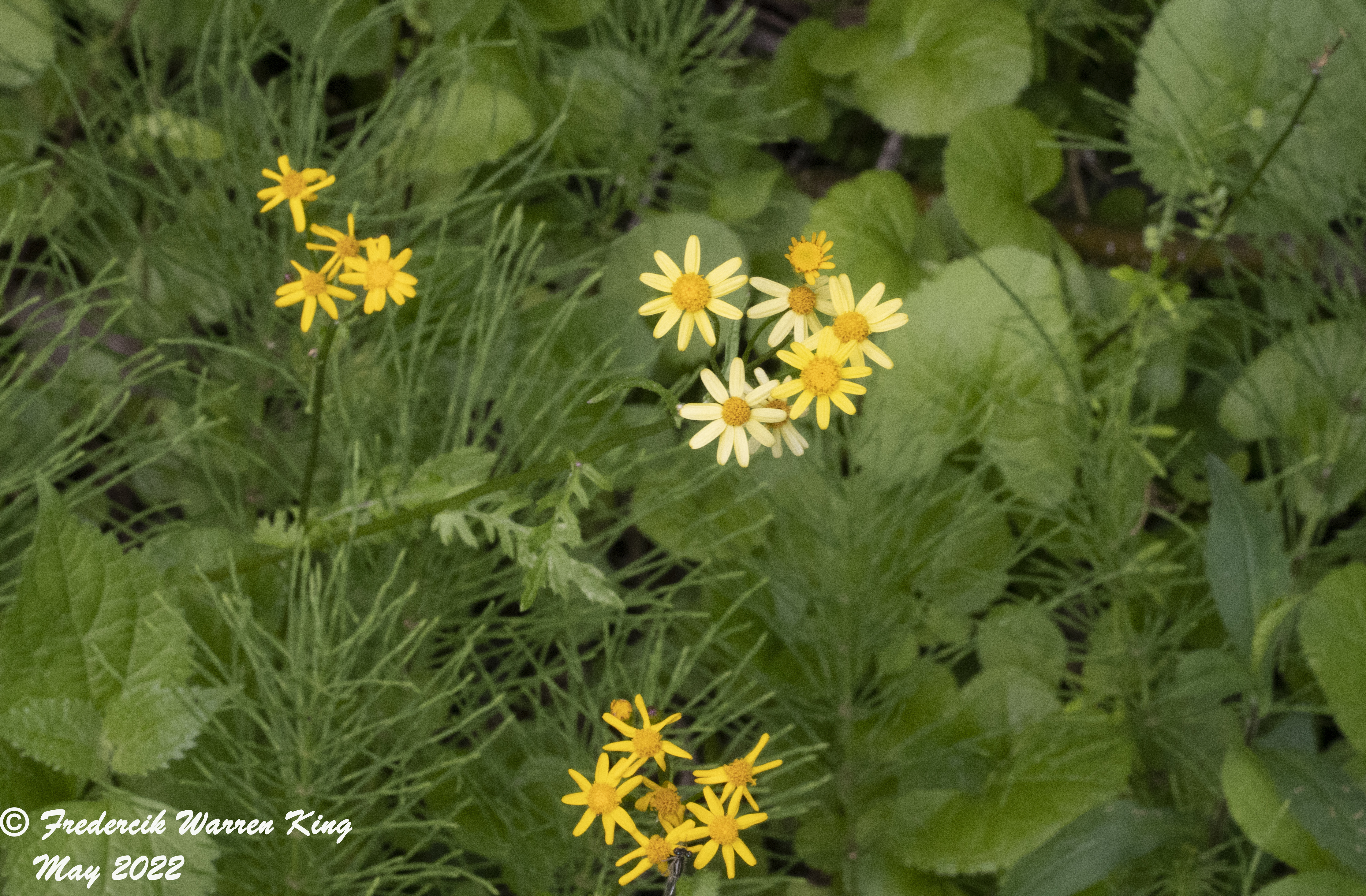 wild-flower-Packera-aurea-05-31-2022-IMG_1144.JPG