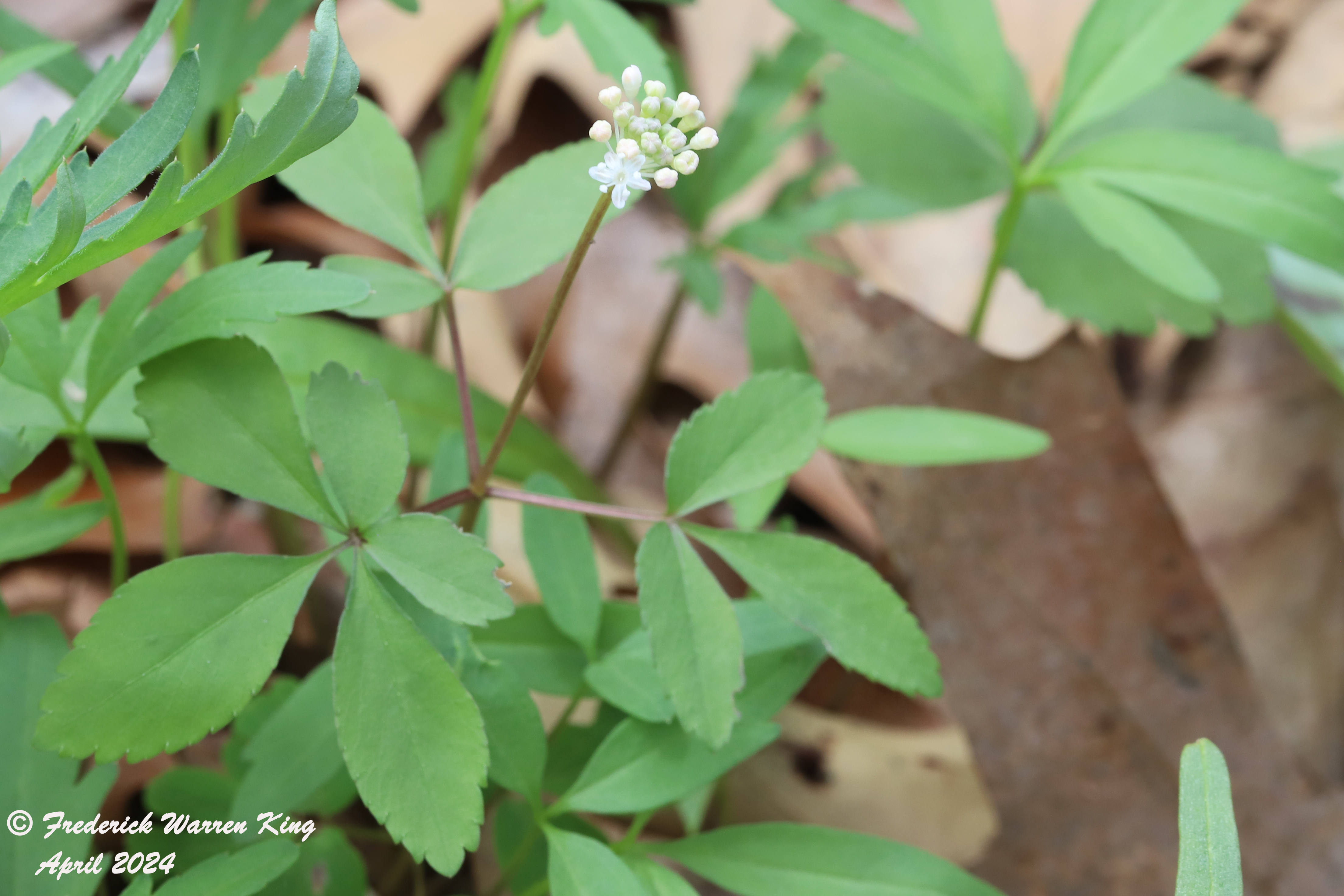 wild-flower-Panax-trifolius-04-30-2024-IMG_0400.JPG