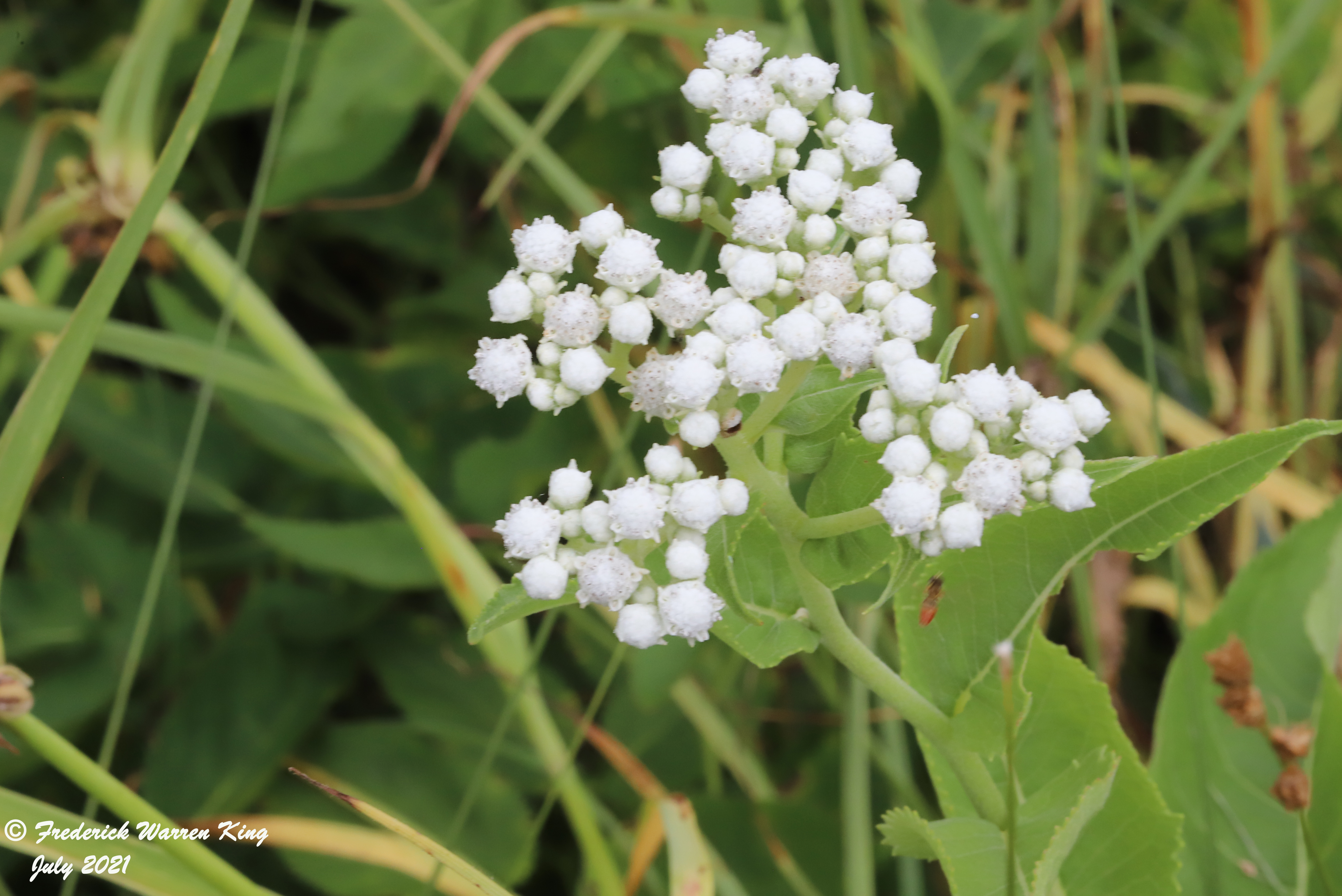 wild-flower-Parthenium-integrifolium-07-08-2021-IMG_7474.JPG