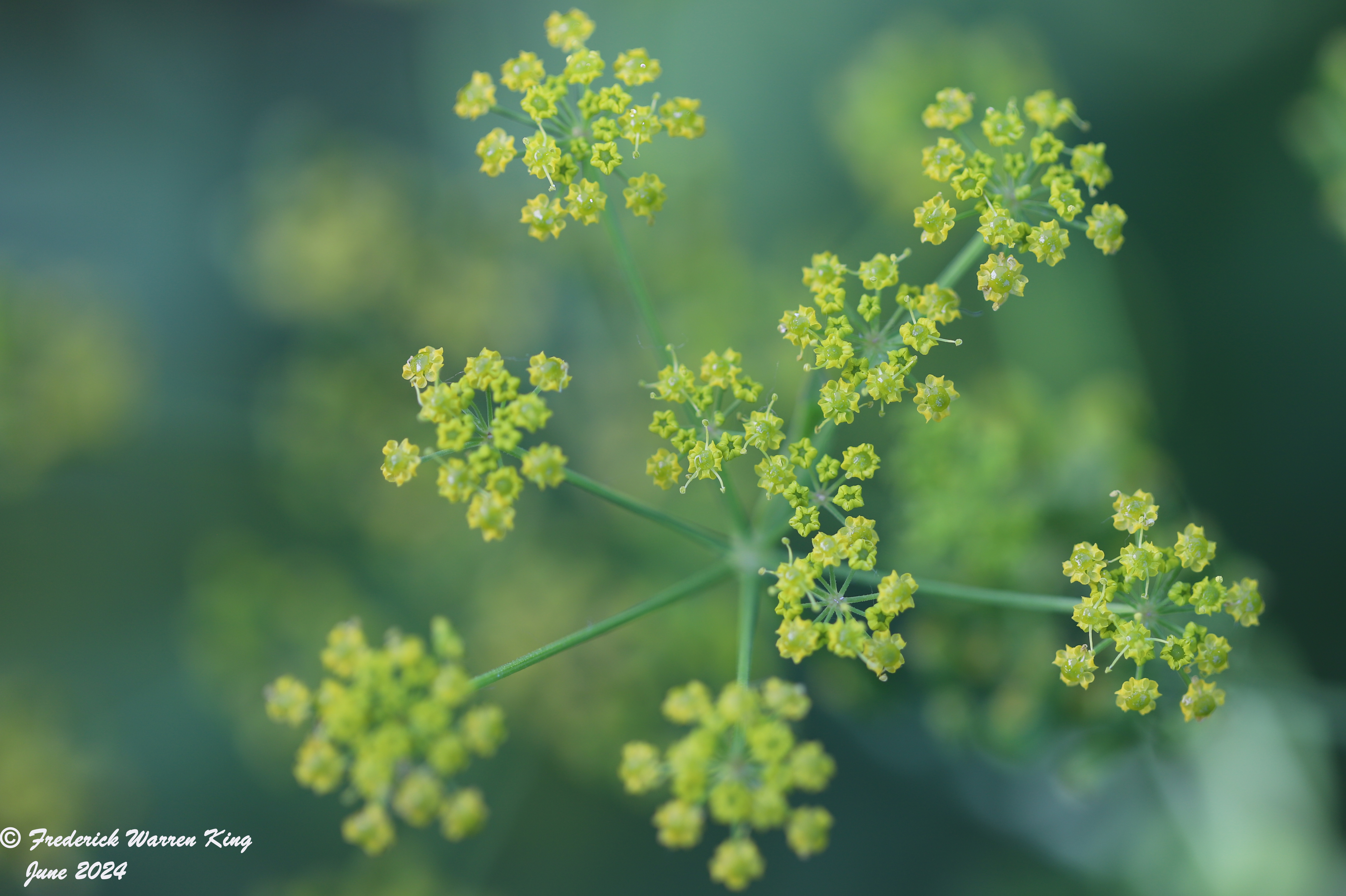 wild-flower-Pastinaca-sativa-06-30-2024-IMG_2450.JPG
