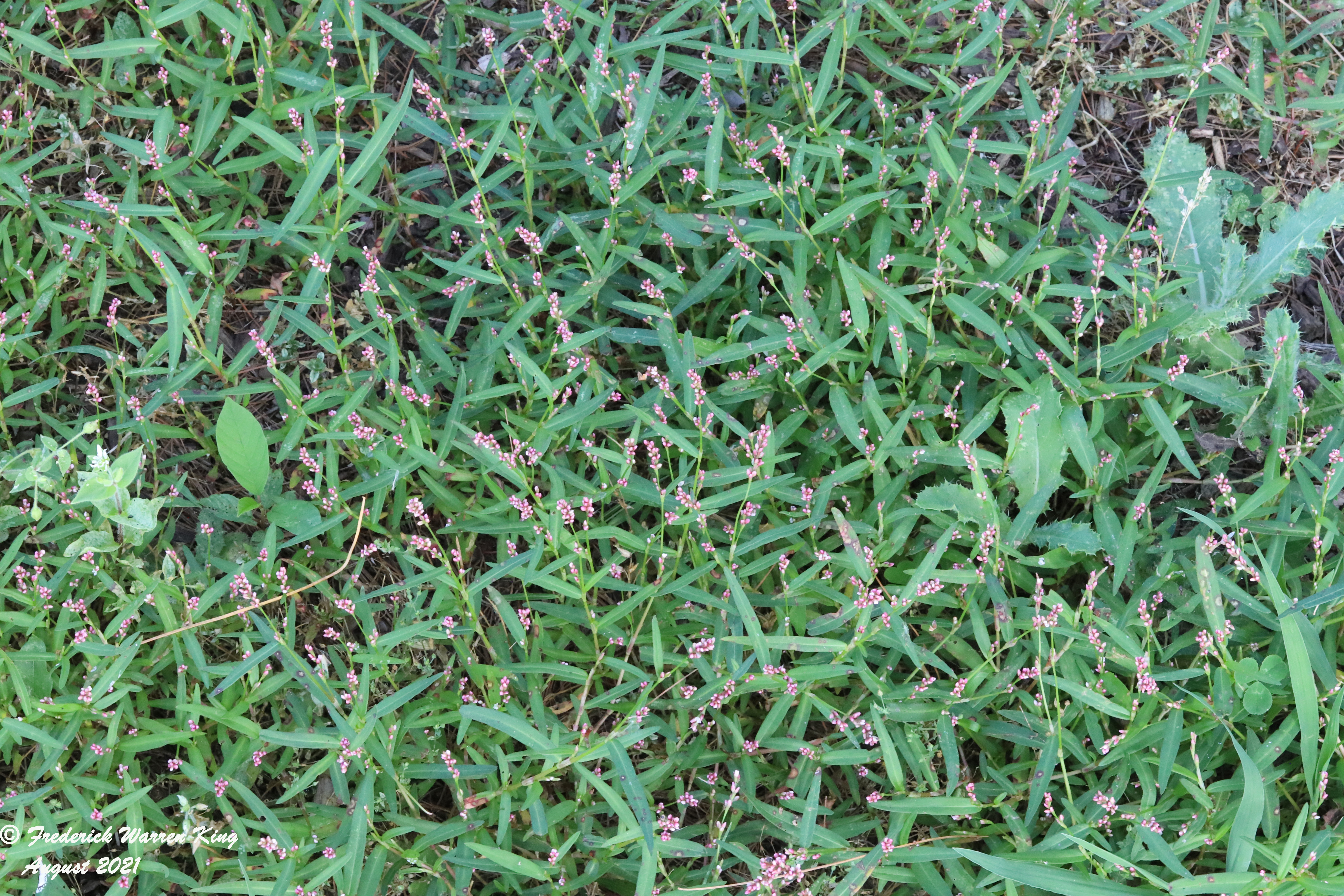wild-flower-Persicaria-minor-08-20-2021-IMG_8791.JPG