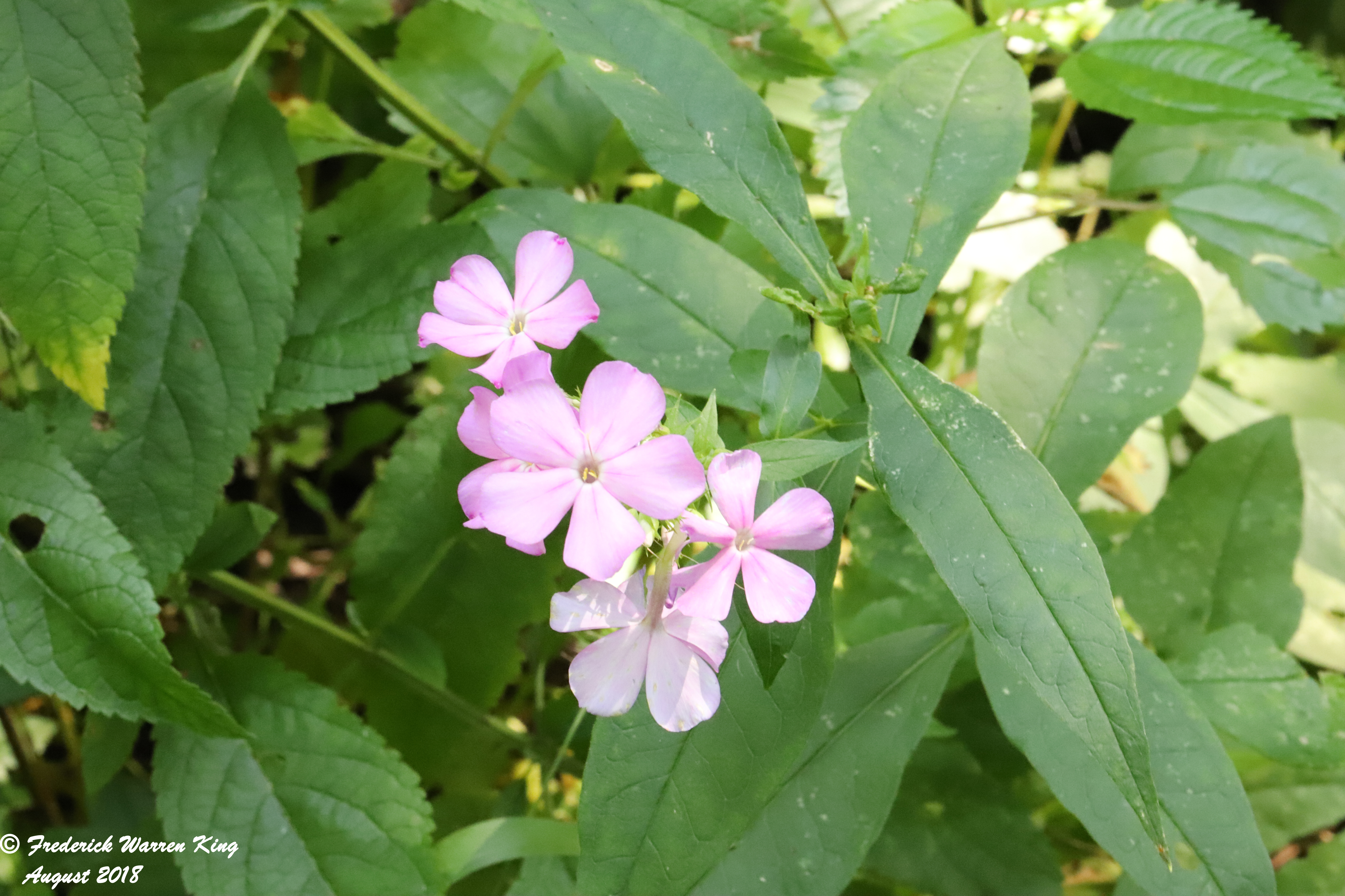 wild-flower-Phlox-paniculata-08-23-2018-IMG_0877.JPG