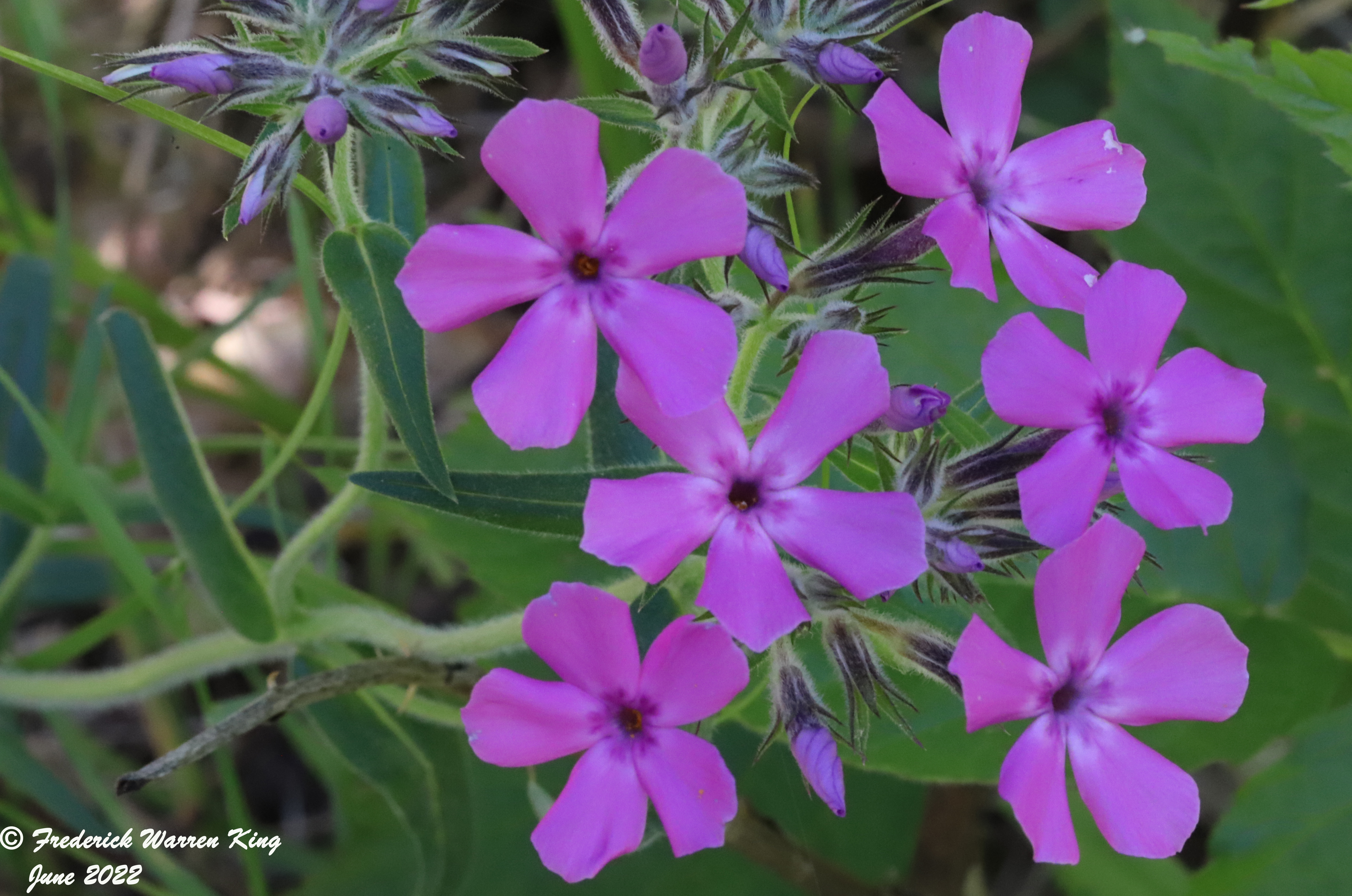 wild-flower-Phlox-pilosa-06-03-2022-IMG_1379.JPG