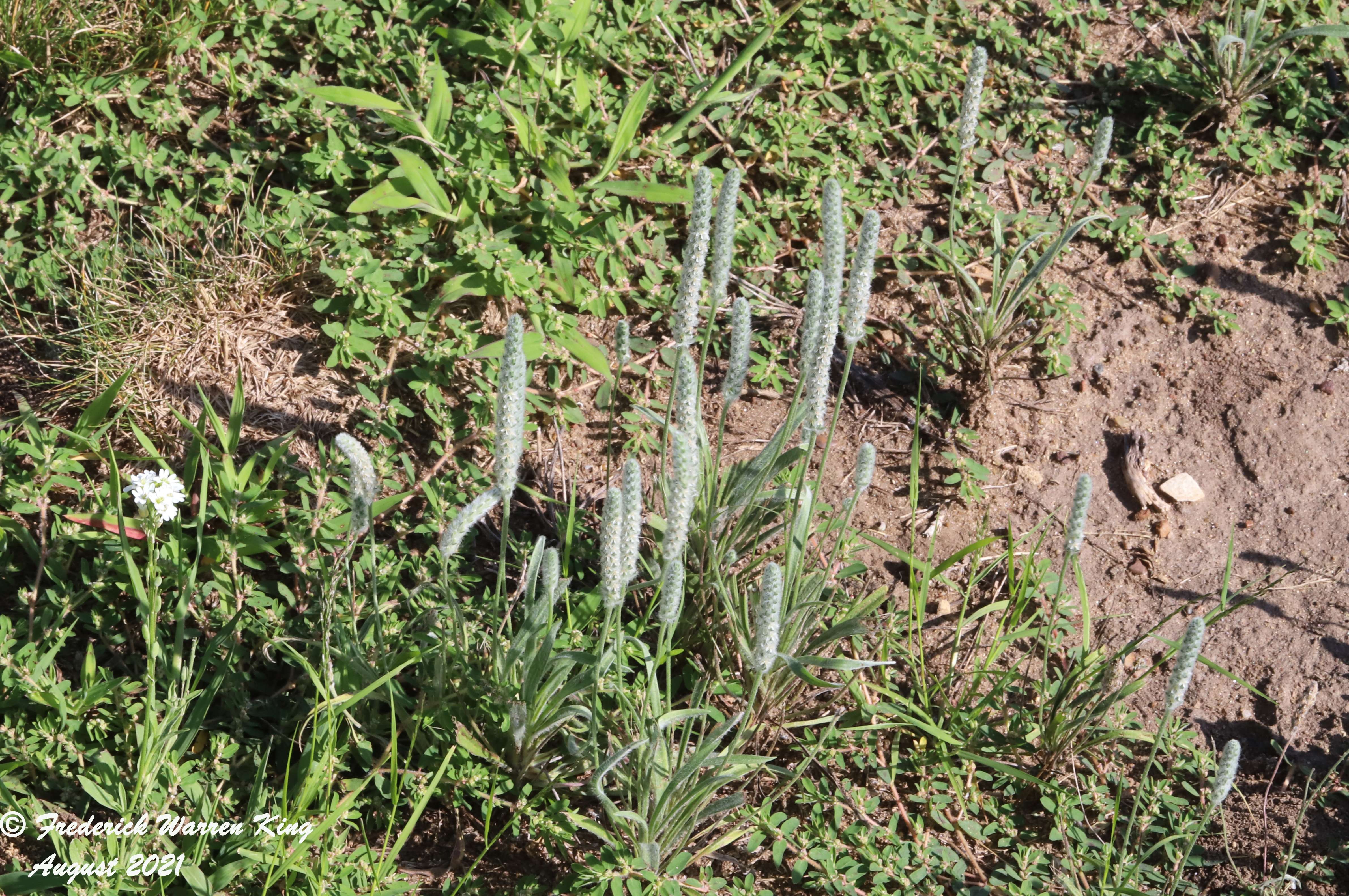 wild-flower-Plantago-patagonica-08-13-2021-IMG_8613.JPG
