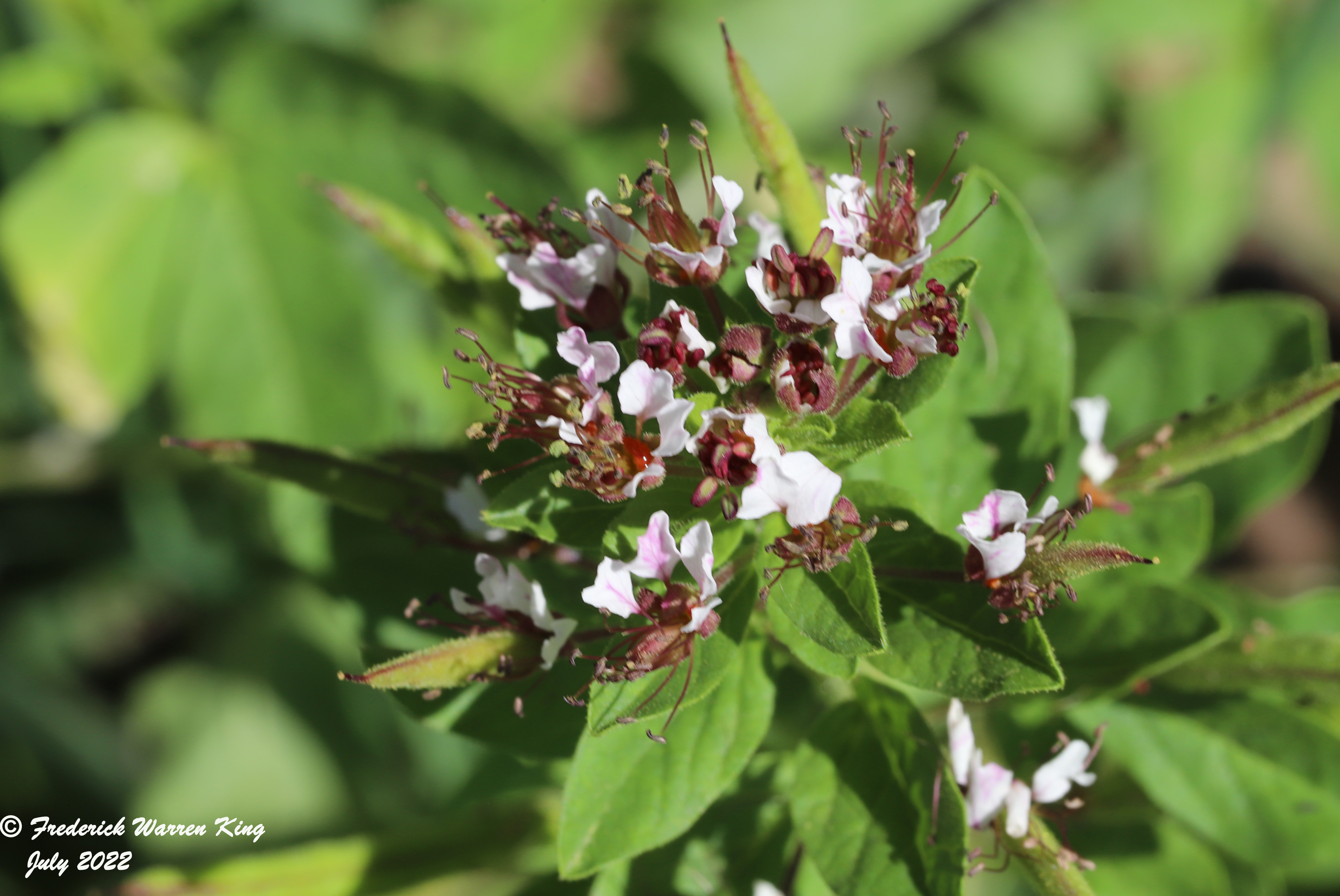 wild-flower-Polanisia-dodecandra-07-11-2022-IMG_2629.JPG