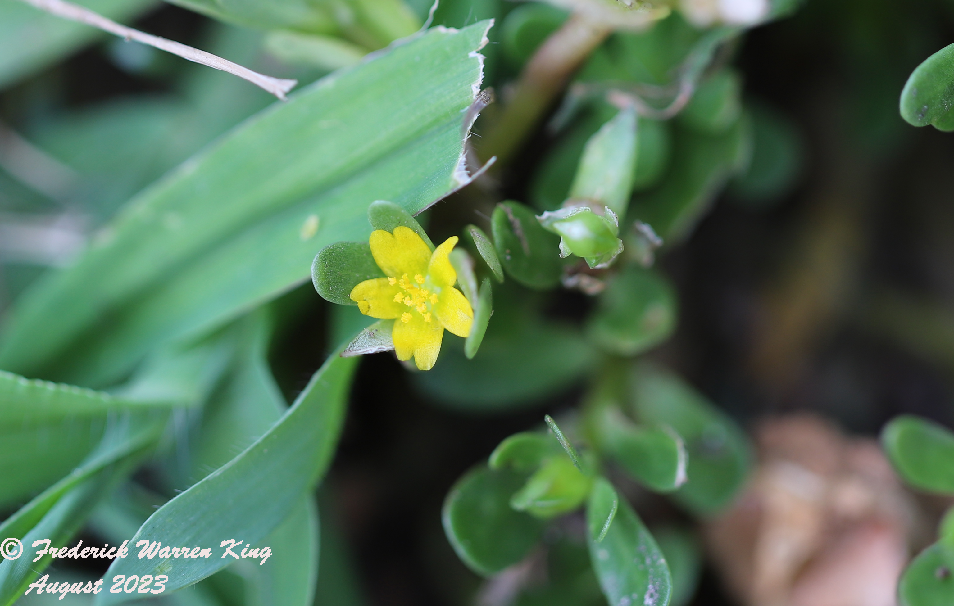 wild-flower-Portulaca-oleracea-08-09-2023-IMG_8298.JPG