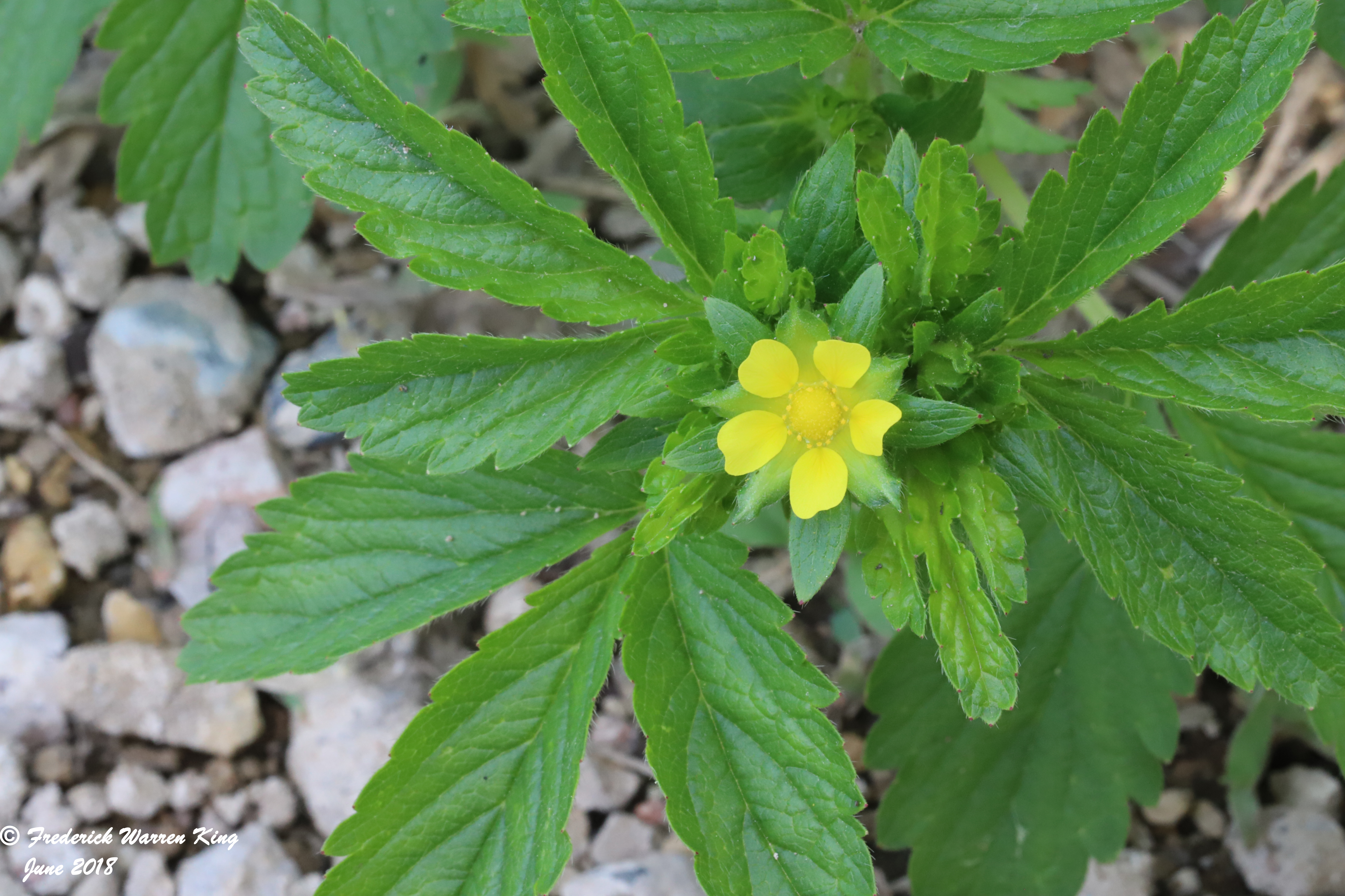 wild-flower-Potentilla-norvegica-06-06-2018-IMG_0348.JPG