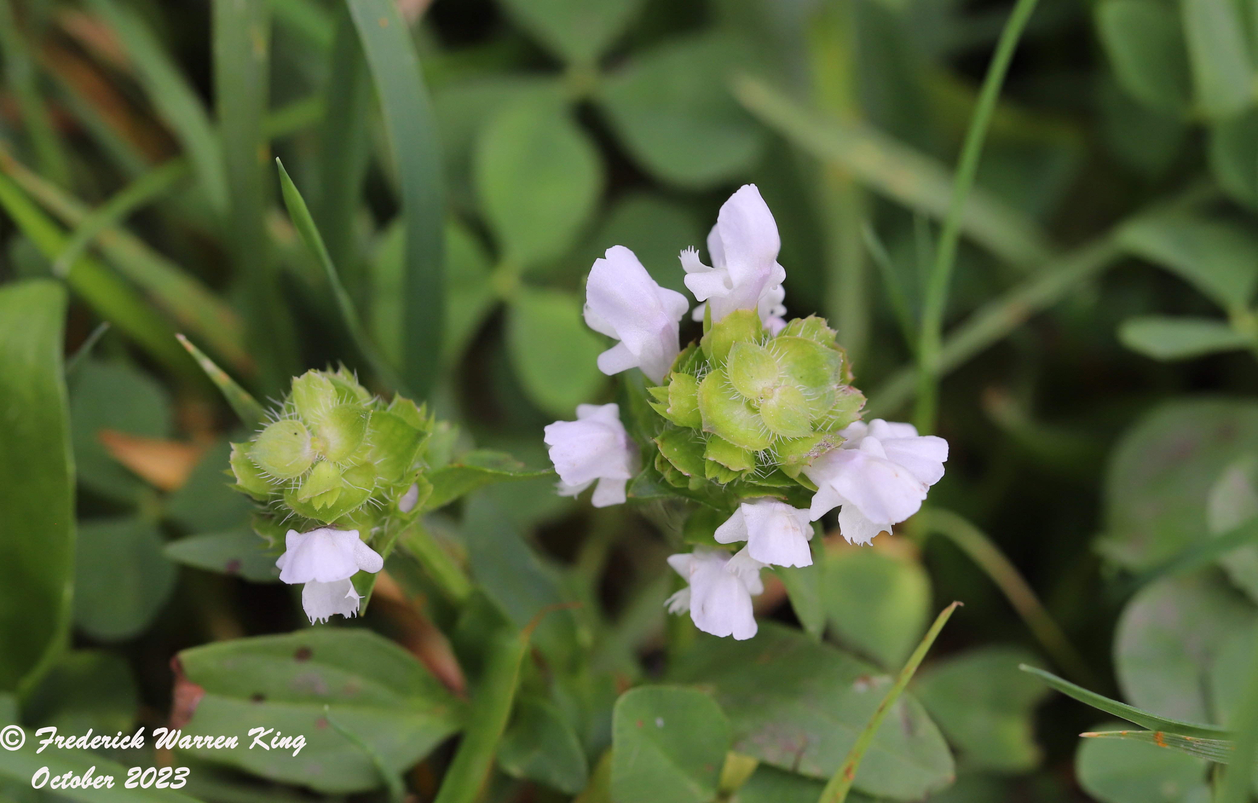 wild-flower-Prunella-vulgaris-10-04-2023-IMG_0064.JPG