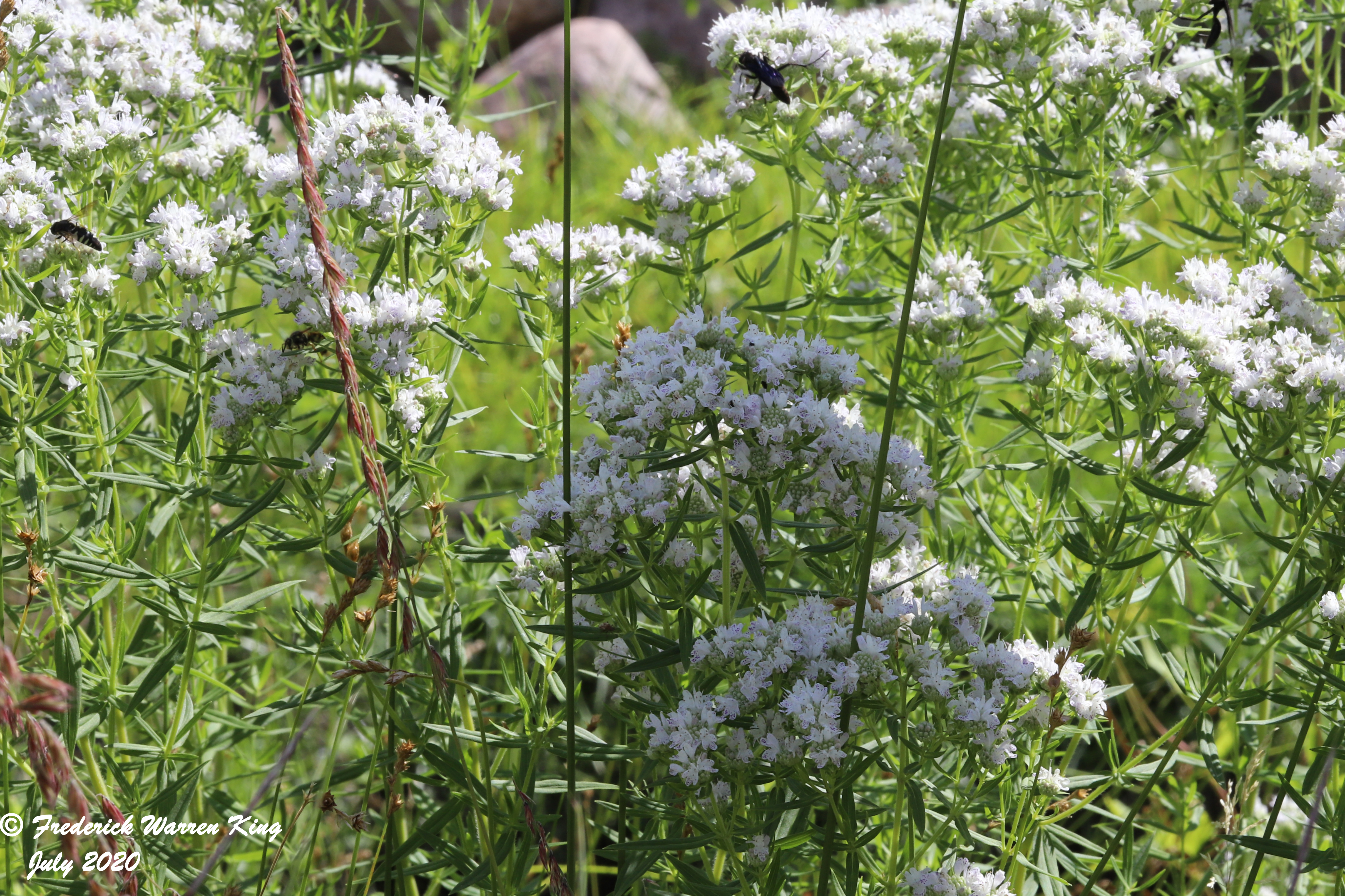 wild-flower-Pycnanthemum-virginianum-07-20-2020-IMG_4471.JPG