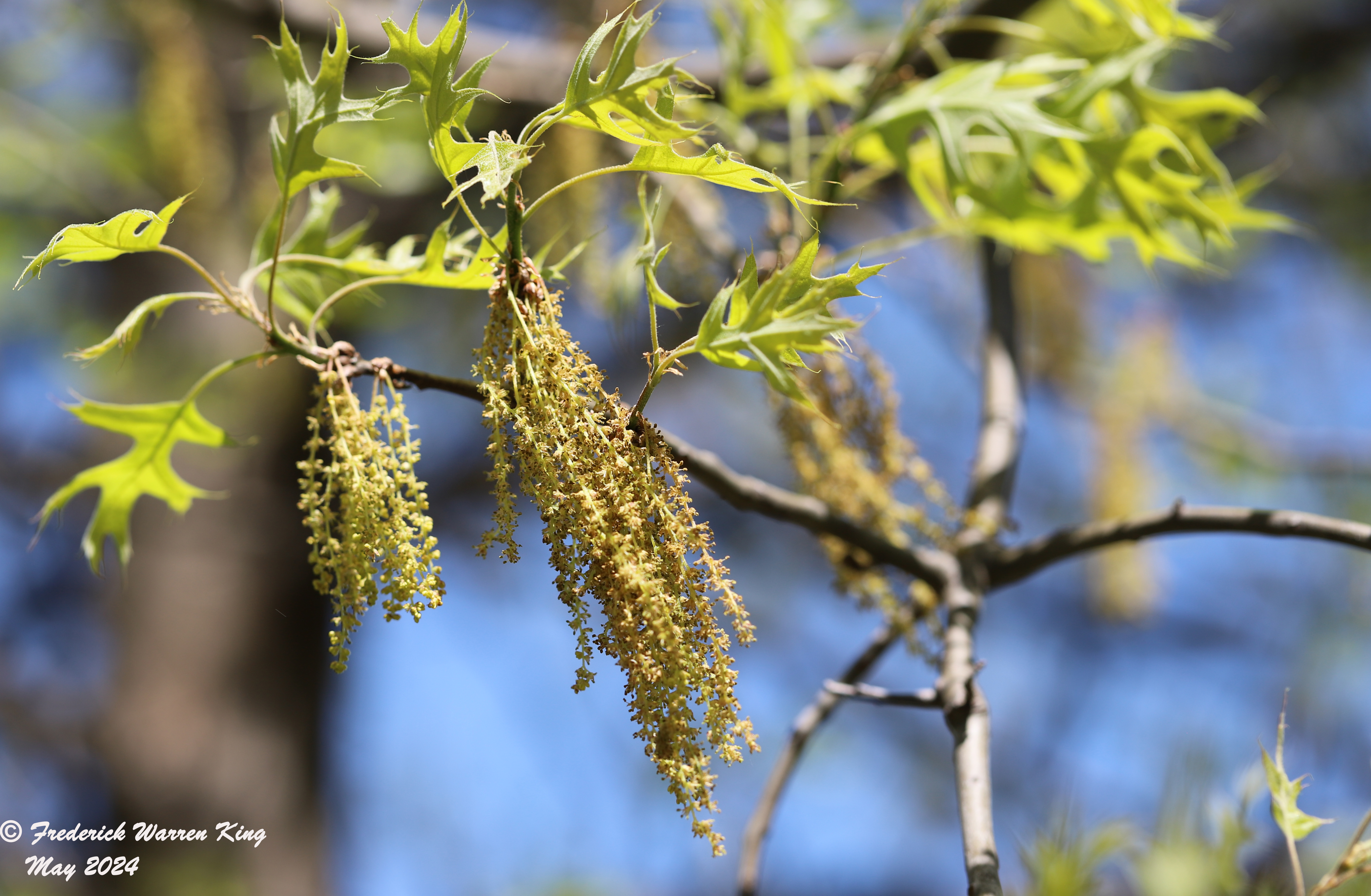 wild-flower-Quercus-ellipsoidalis-05-12-2024-IMG_0733.JPG