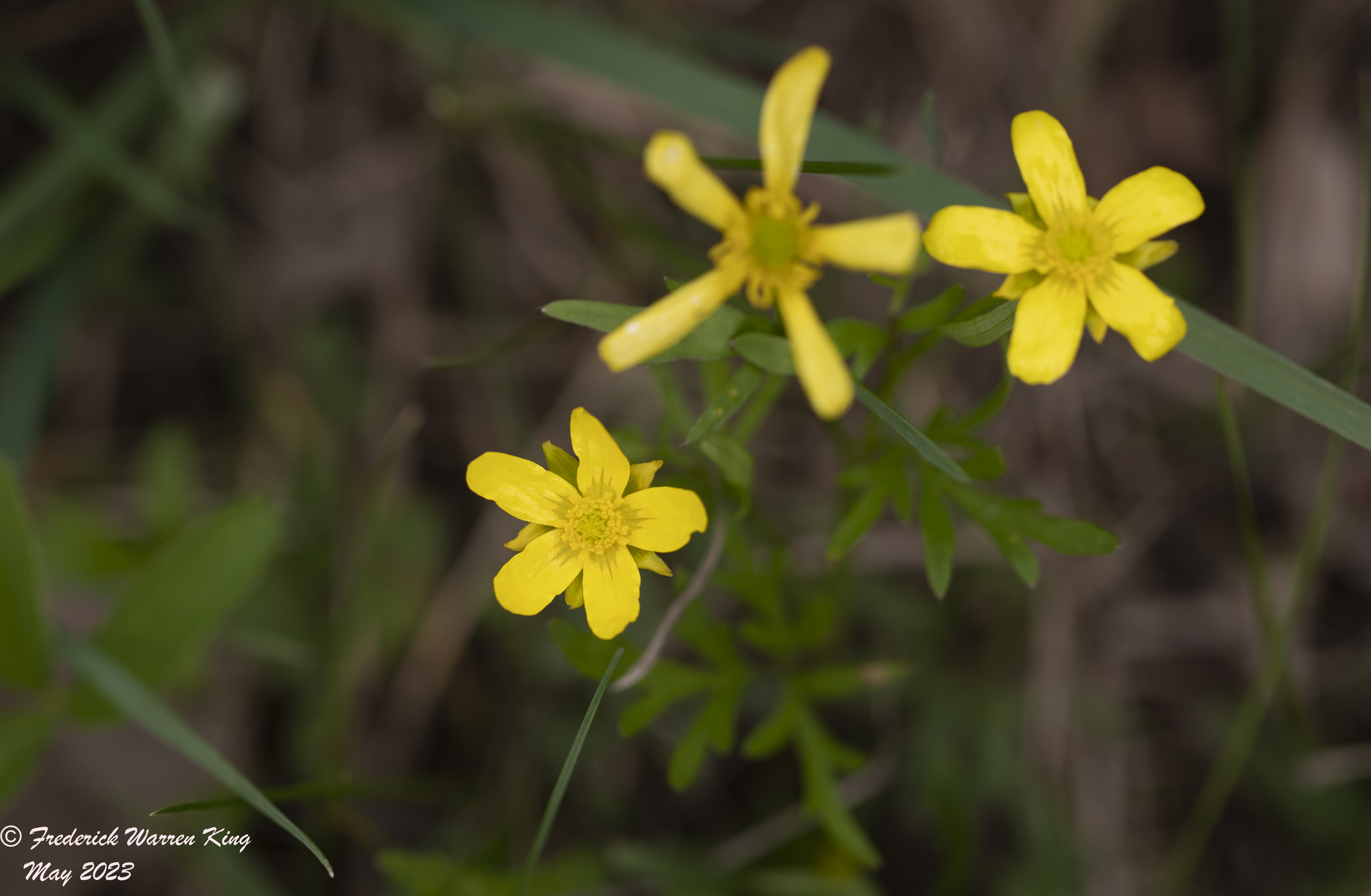 wild-flower-Ranunculus-fascicularis-05-16-2023-IMG_5472.JPG