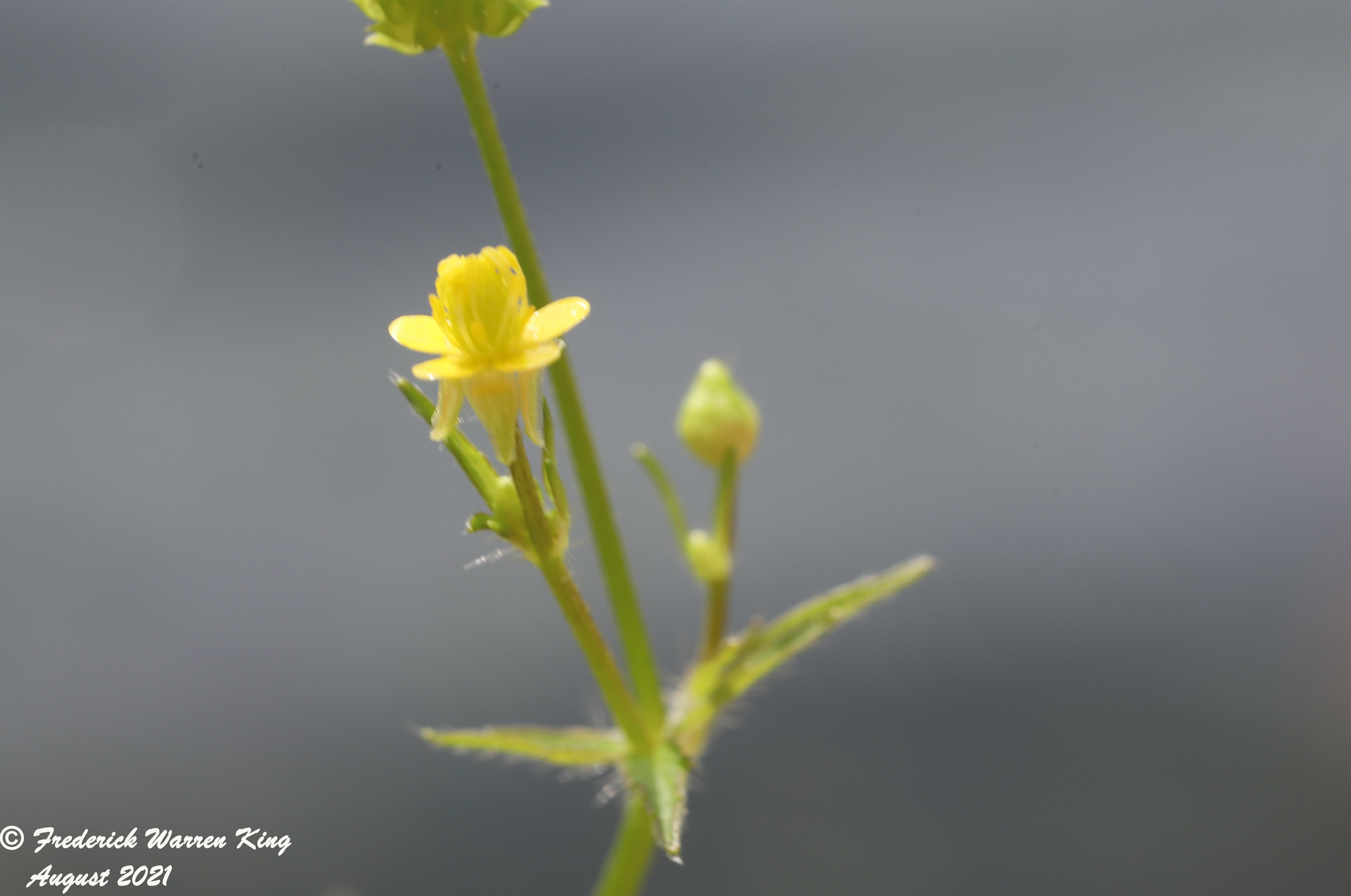 wild-flower-Ranunculus-pensylvanicus-08-29-2021-IMG_9055.JPG