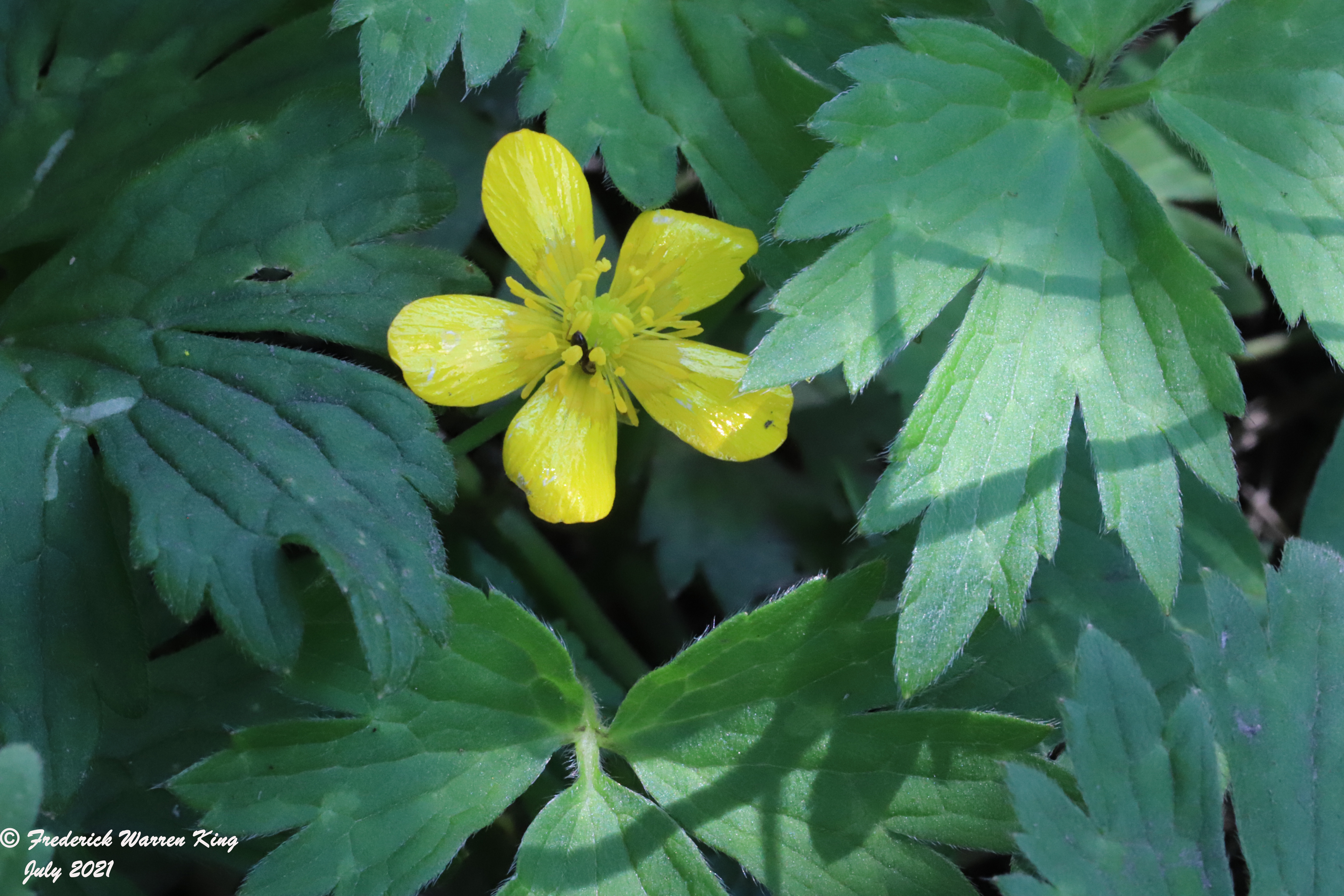 wild-flower-Ranunculus-repens-07-15-2021-IMG_7717.JPG