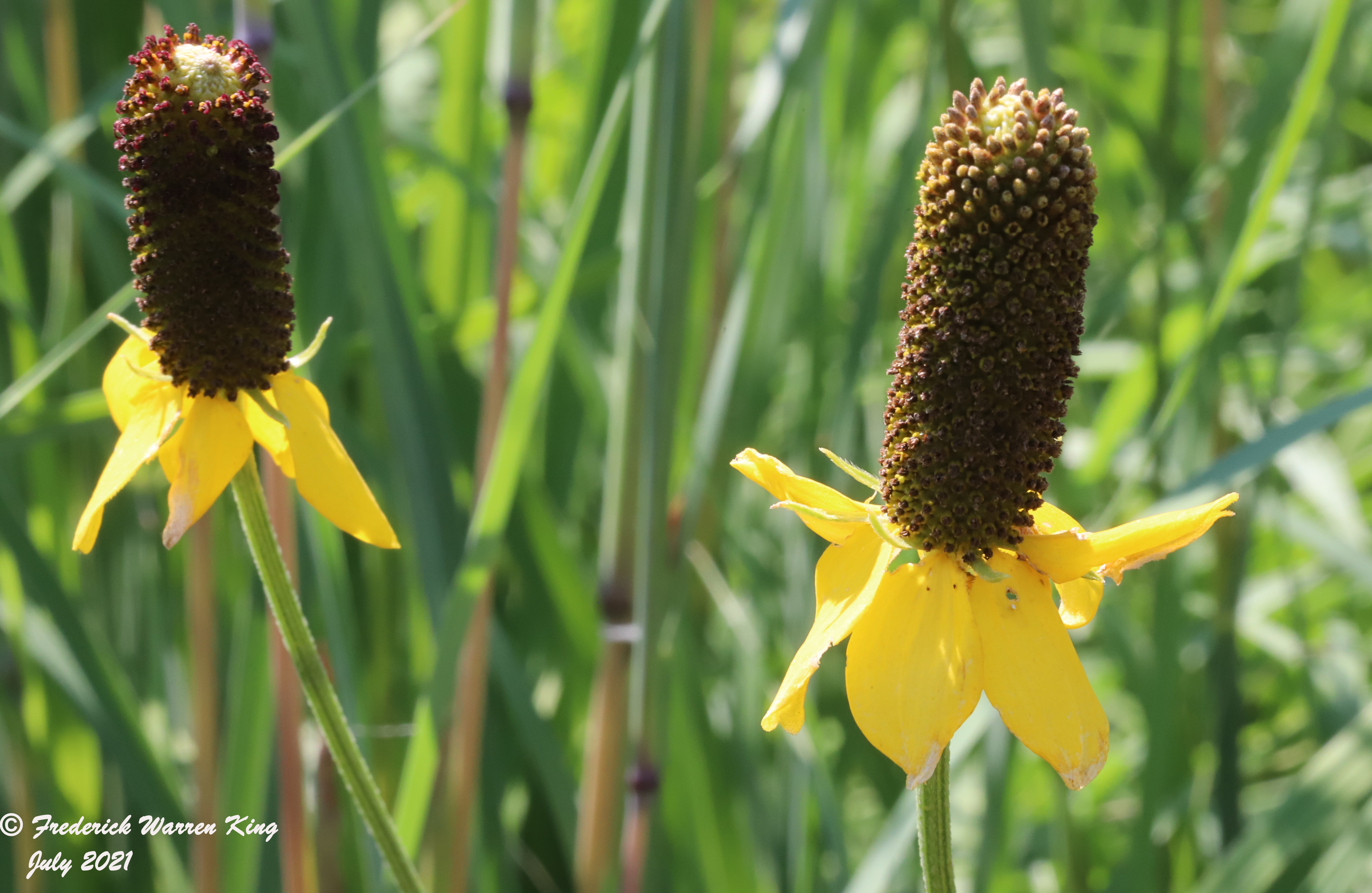 wild-flower-Ratibida-columnifera-07-02-2021-IMG_7316.JPG