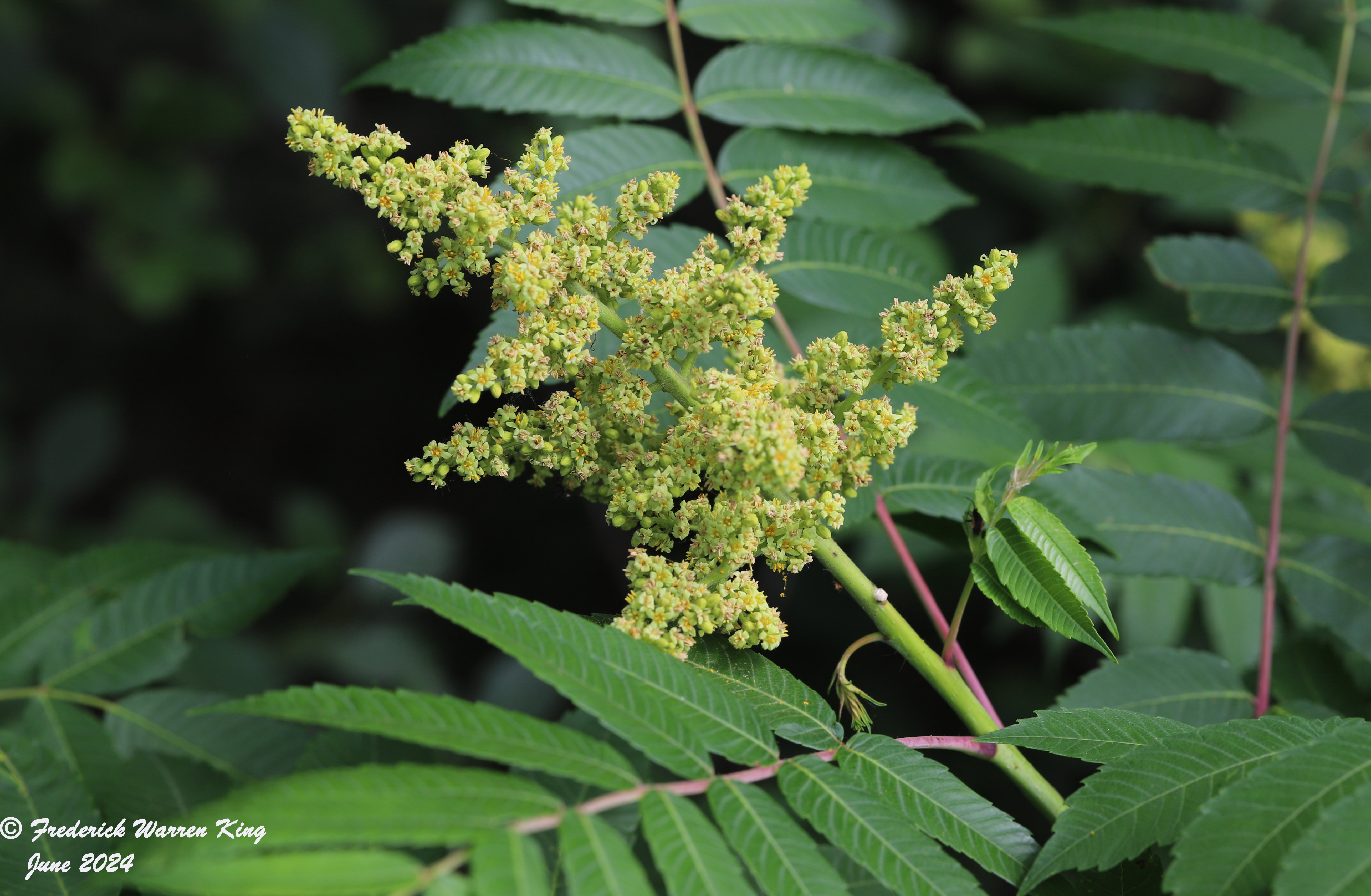 wild-flower-Rhus-glabra-06-25-2024-IMG_2210.JPG