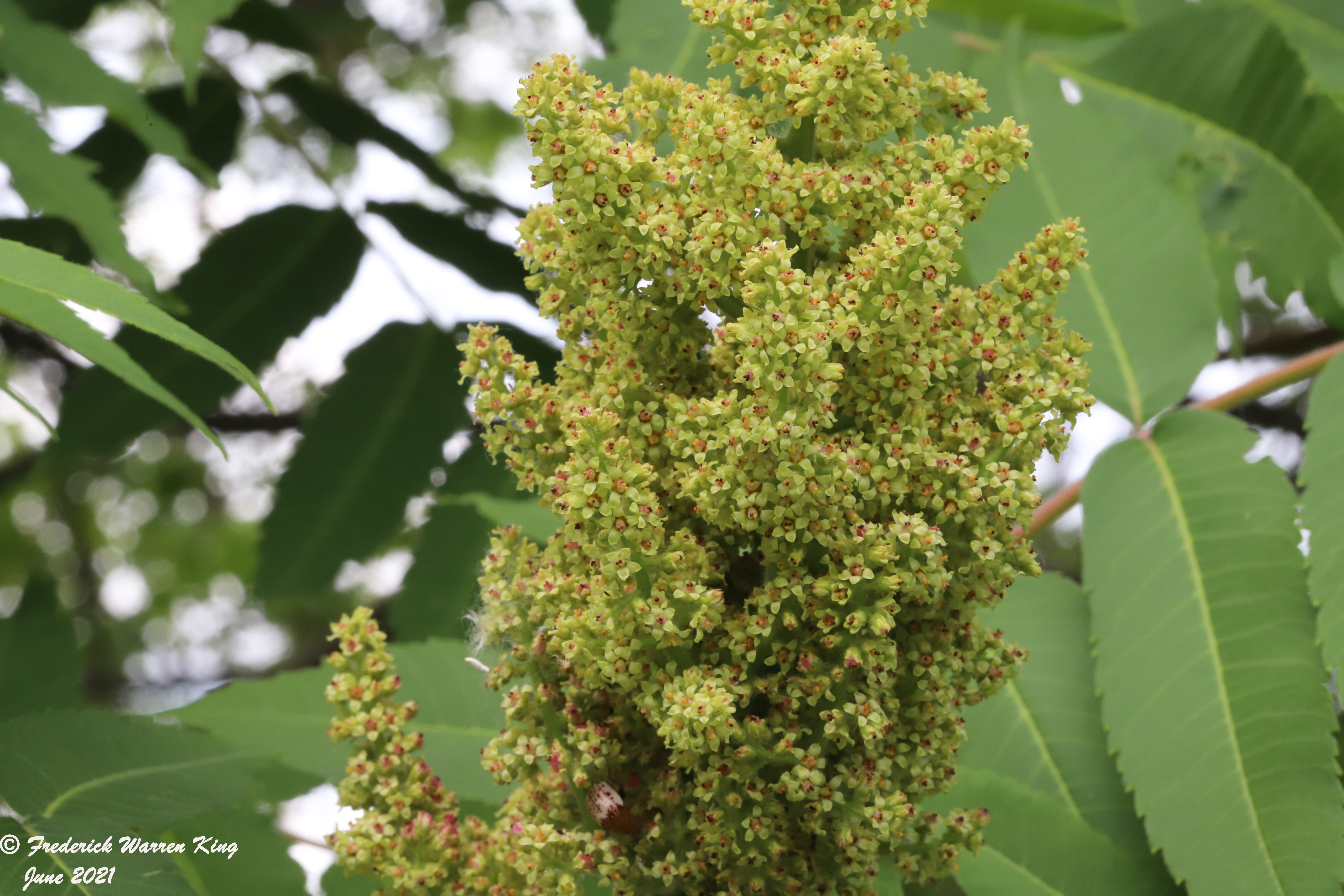 wild-flower-Rhus-typhina-06-25-2021-IMG_7126.JPG
