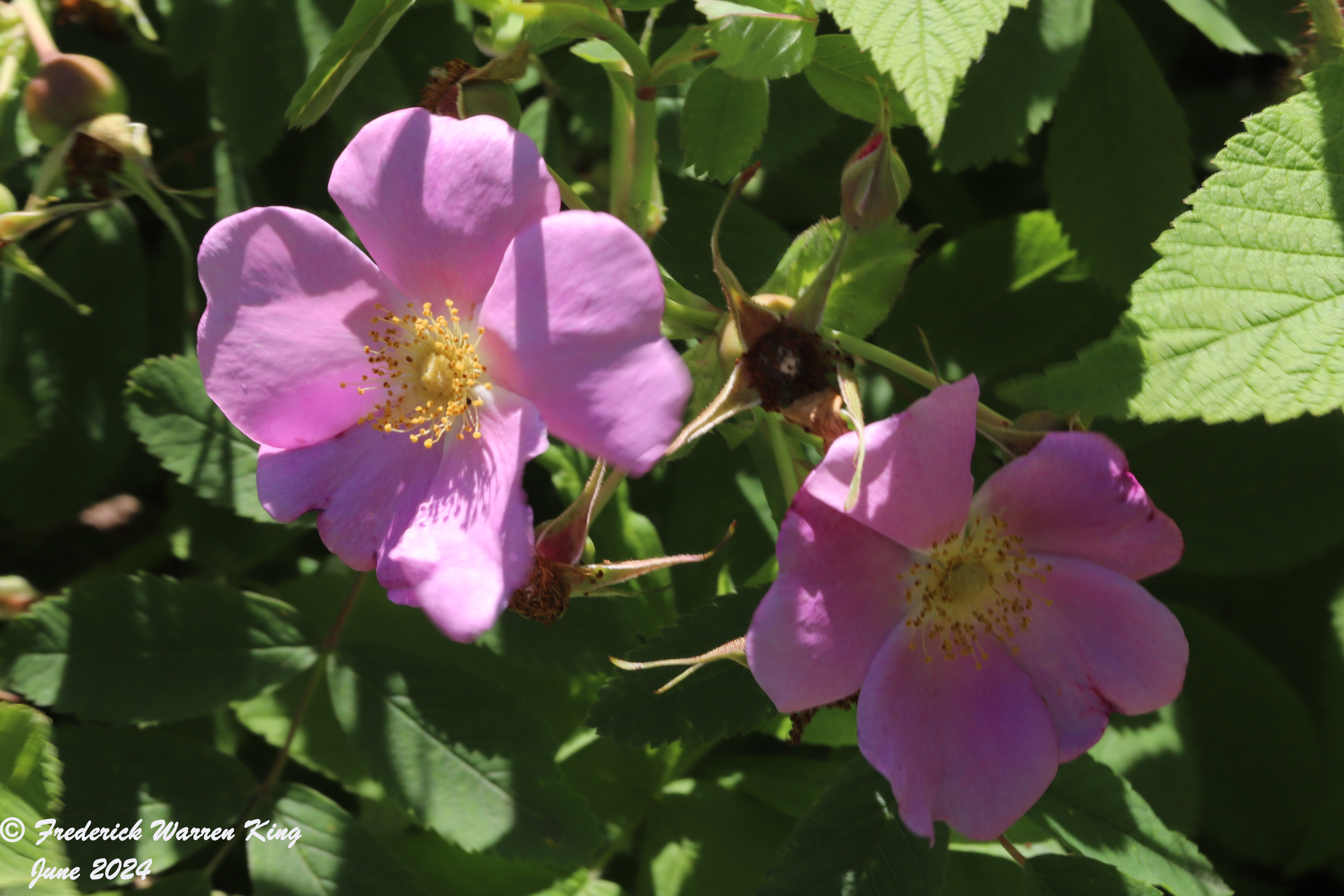 wild-flower-Rosa-arkansana-06-13-2024-IMG_1874.JPG