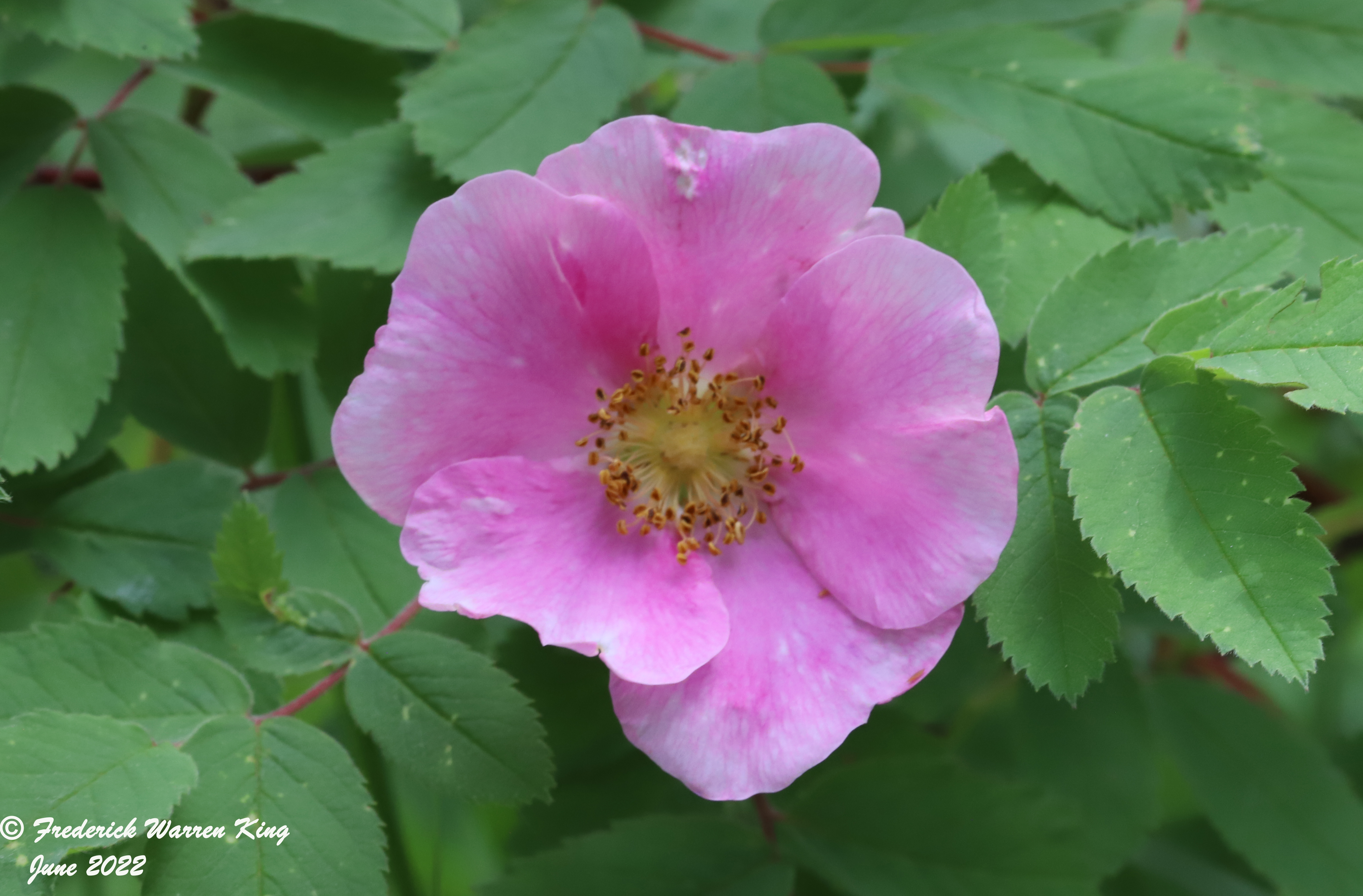 wild-flower-Rosa-blanda-06-14-2022-IMG_1626.JPG