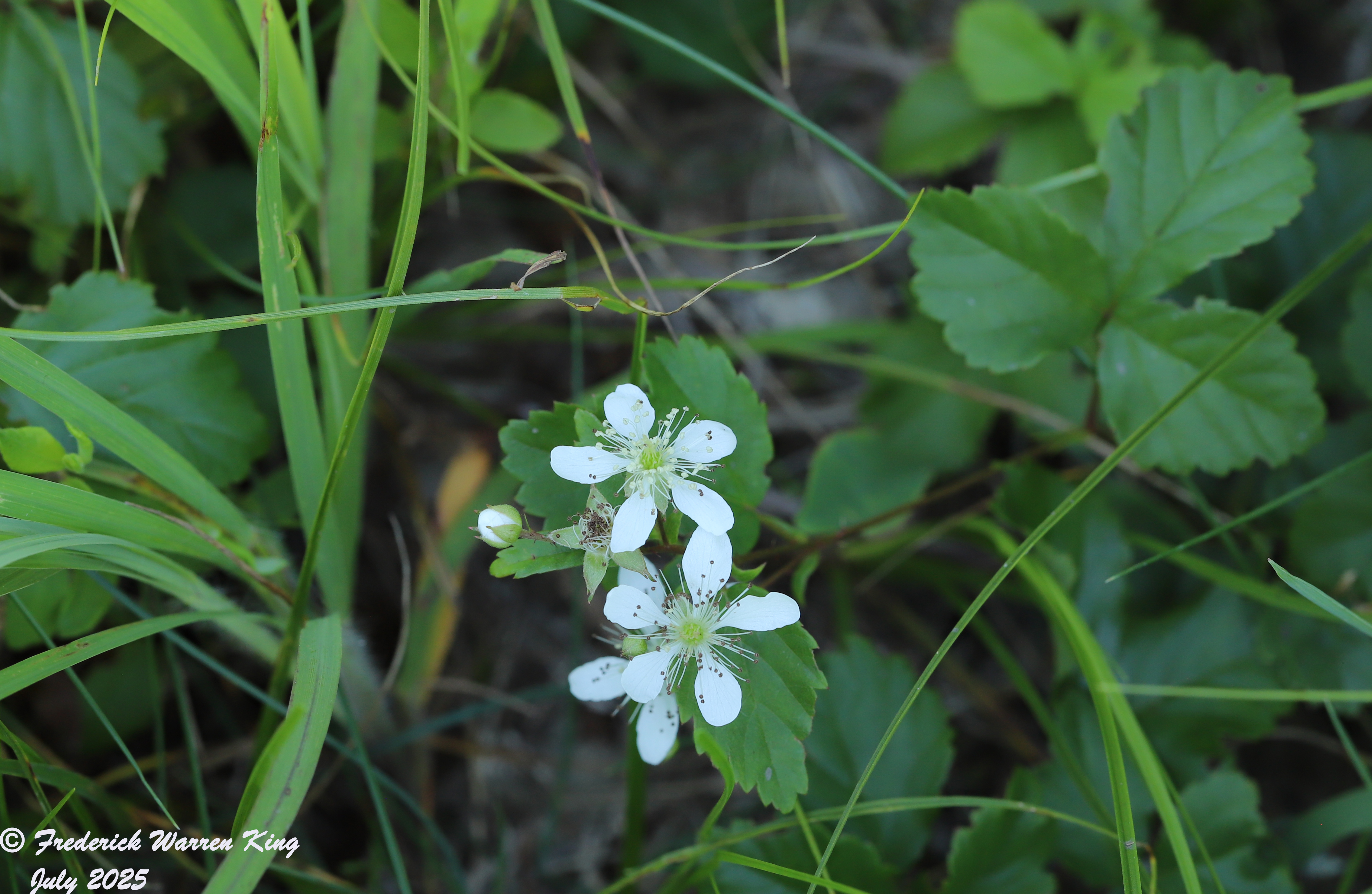 wild-flower-Rubus-hispidus-07-09-2025-IMG_5337.JPG