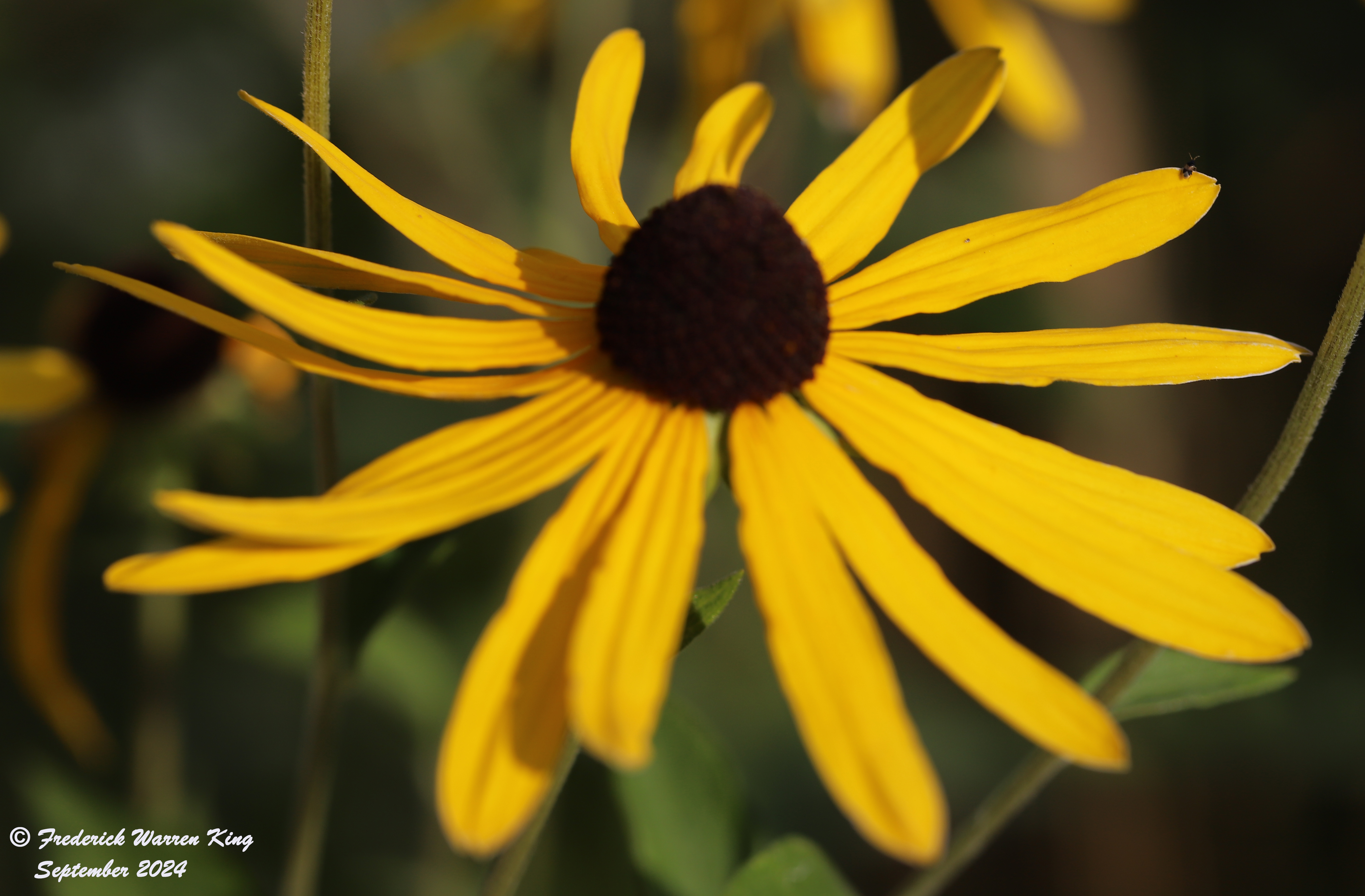 wild-flower-Rudbeckia-subtomentosa-09-02-2024-IMG_4129.JPG