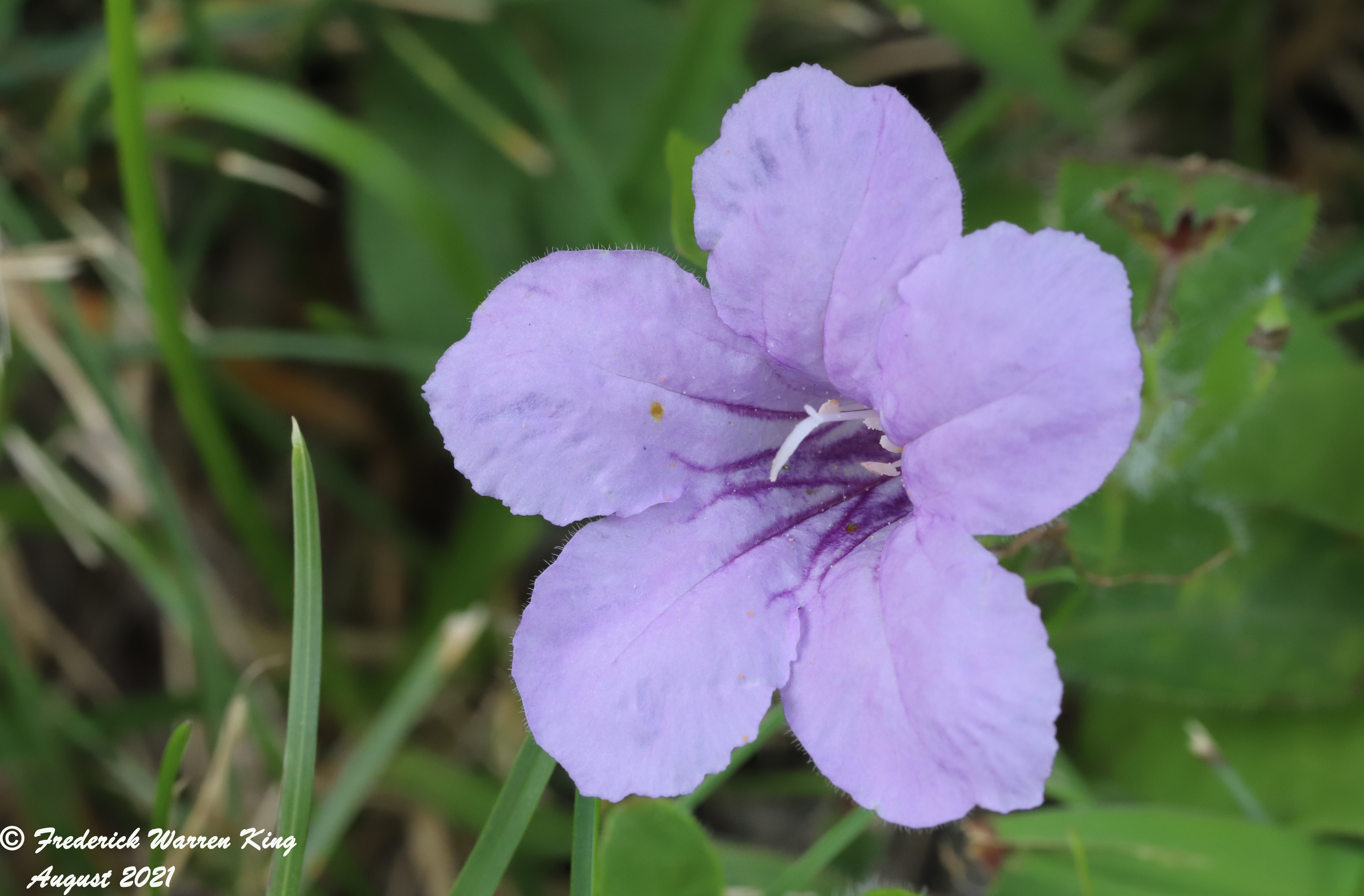 wild-flower-Ruellia-humilis-08-02-2021-IMG_8333.JPG