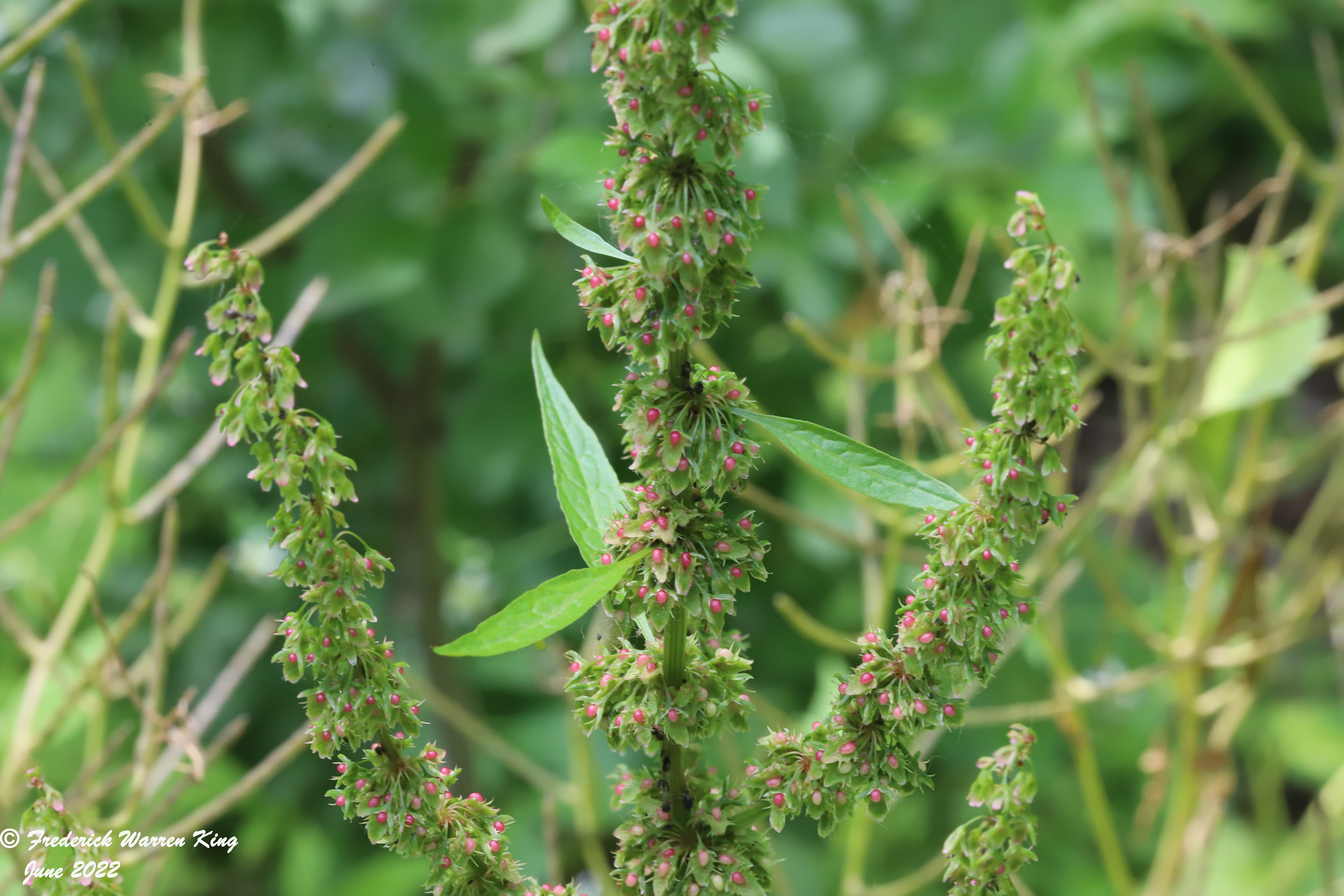 wild-flower-Rumex-obtusifolius-06-29-2022-IMG_2144.JPG