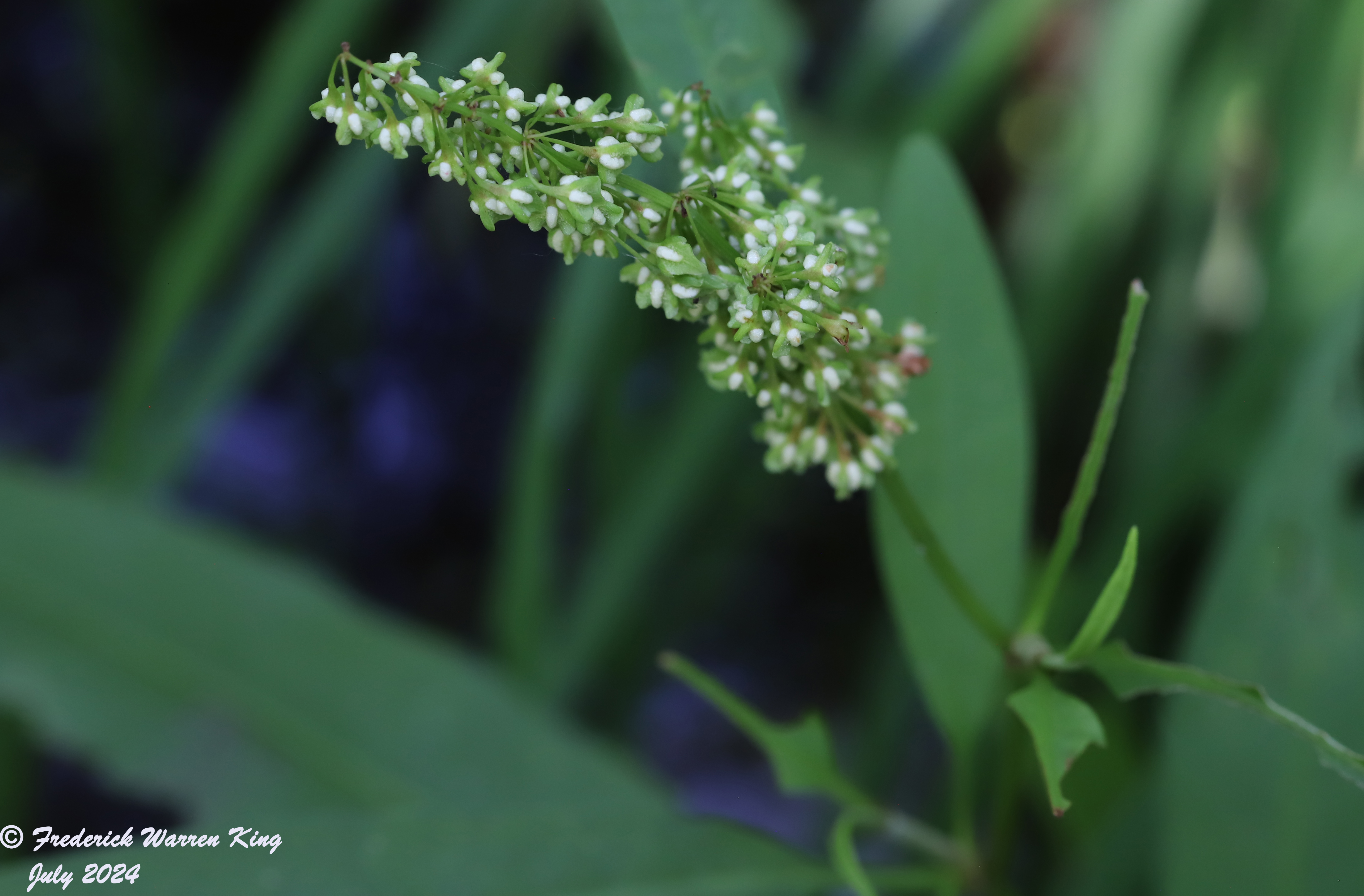 wild-flower-Rumex-verticillatus-07-10-2024-IMG_2690.JPG