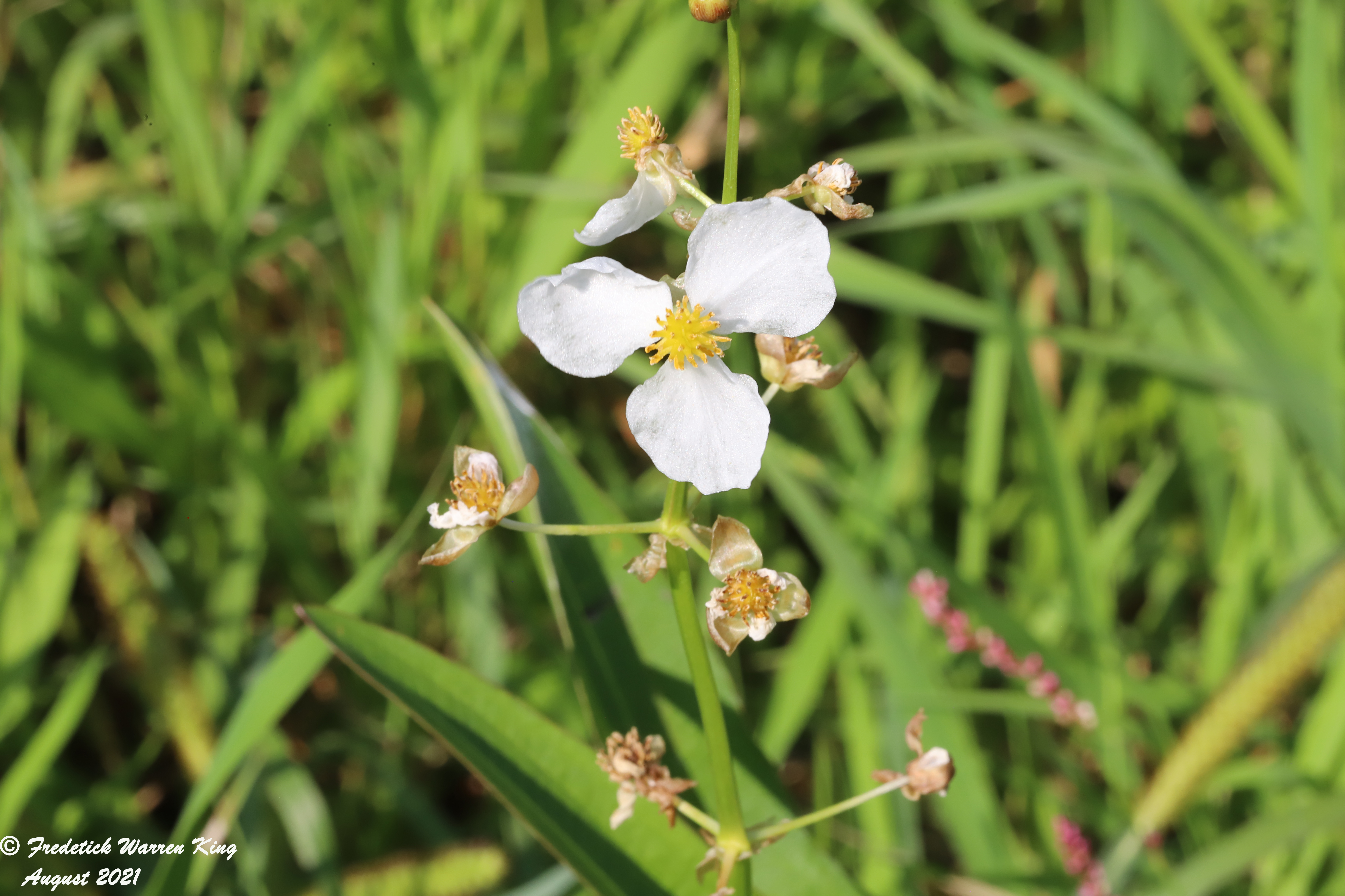 wild-flower-Sagittaria-latifolia-08-20-2021-IMG_8777.JPG
