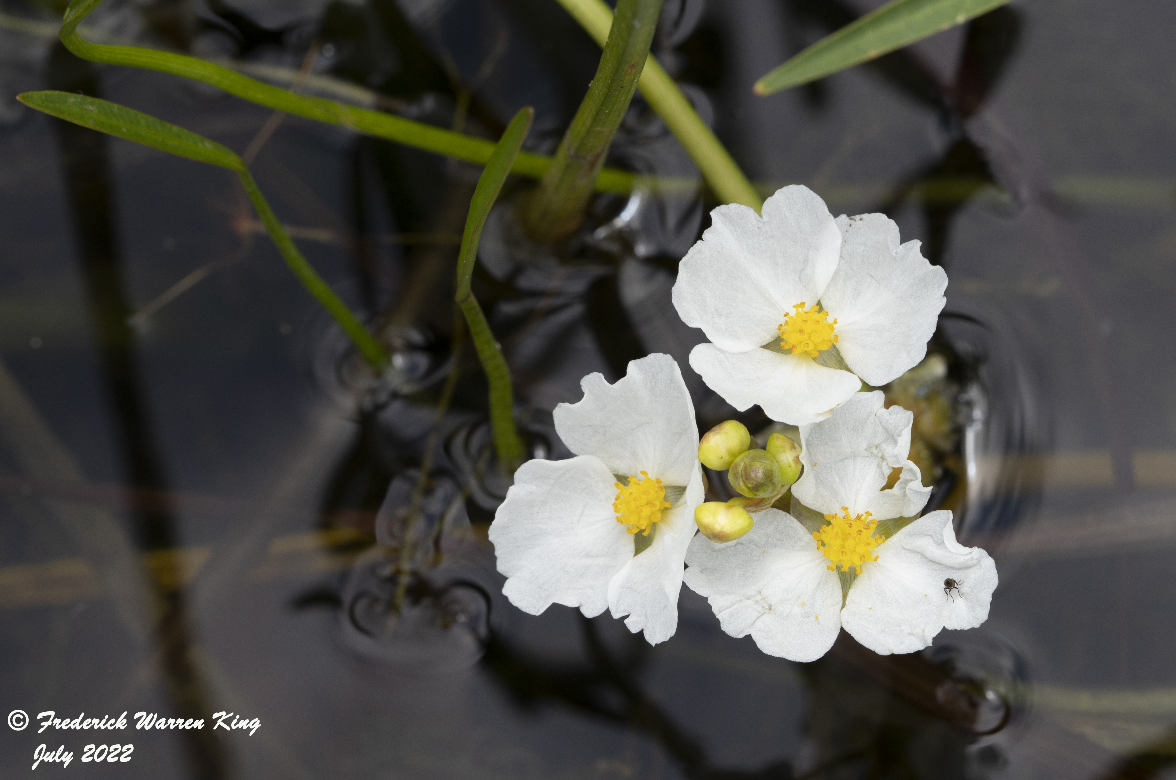 wild-flower-Sagittaria-rigida-07-15-2022-IMG_2798.JPG