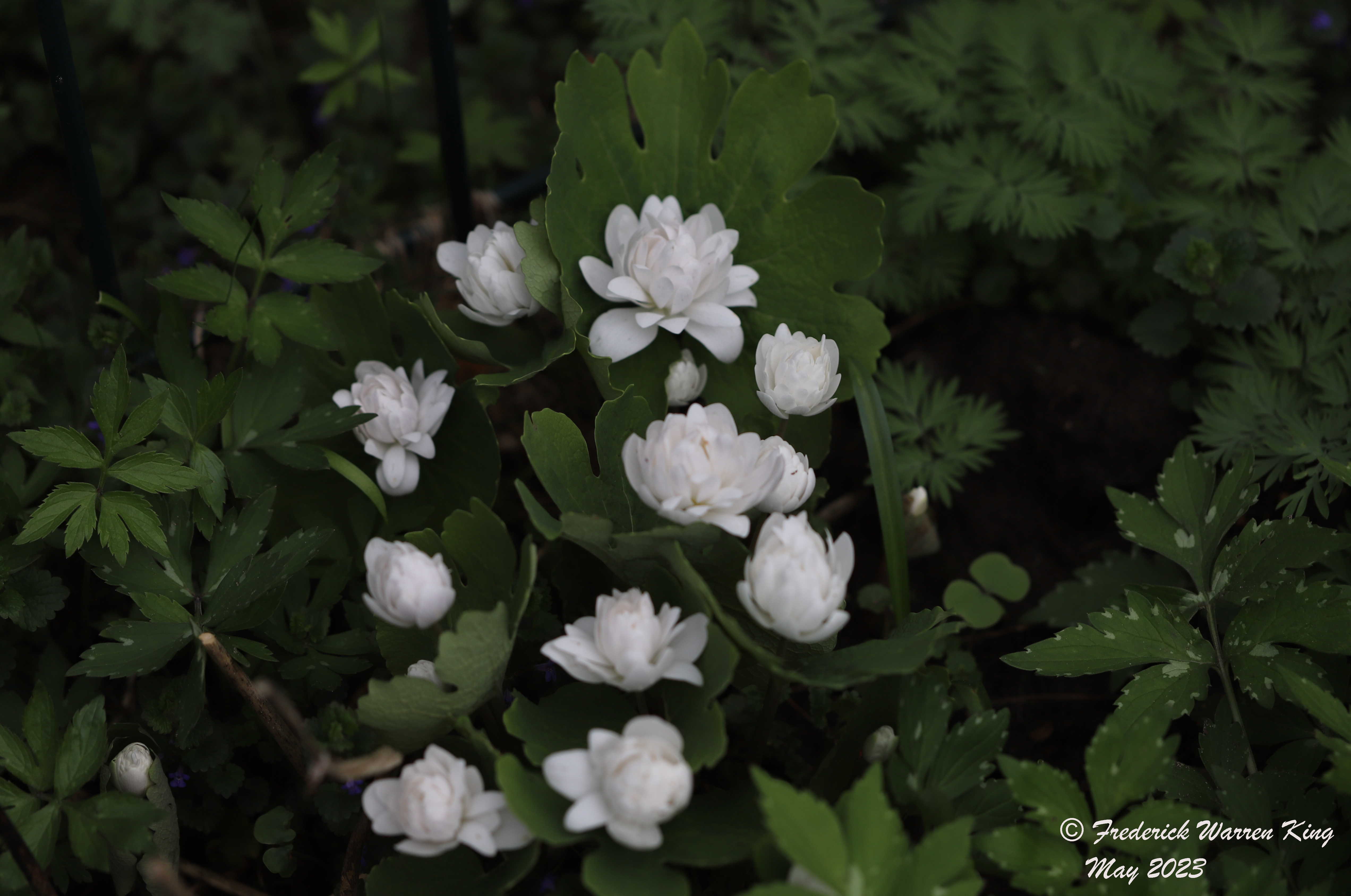 wild-flower-Sanguinaria-canadensis-05-08-2023-IMG_5261.JPG