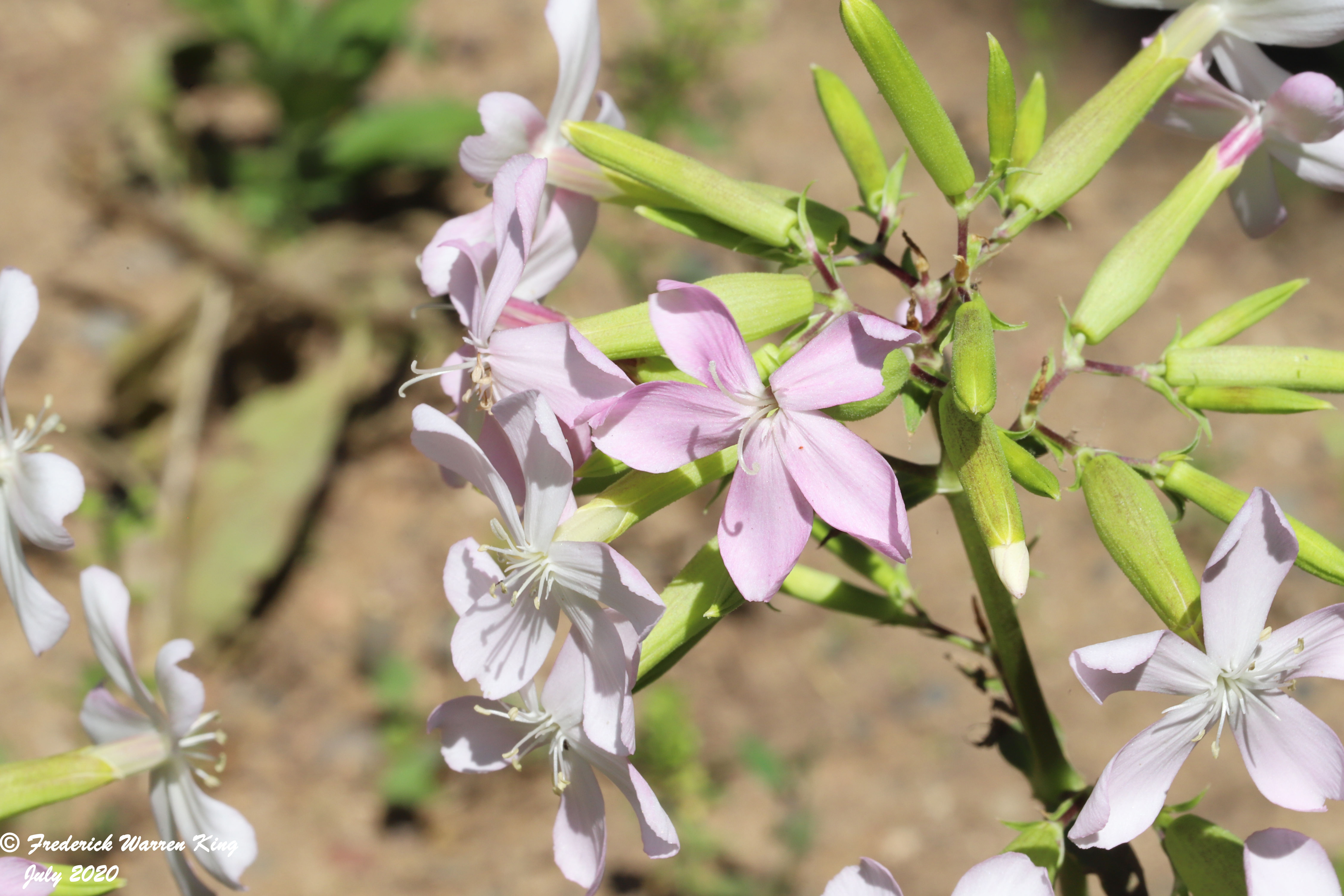 wild-flower-Saponaria-officinalis-07-04-2020-IMG_4236.JPG