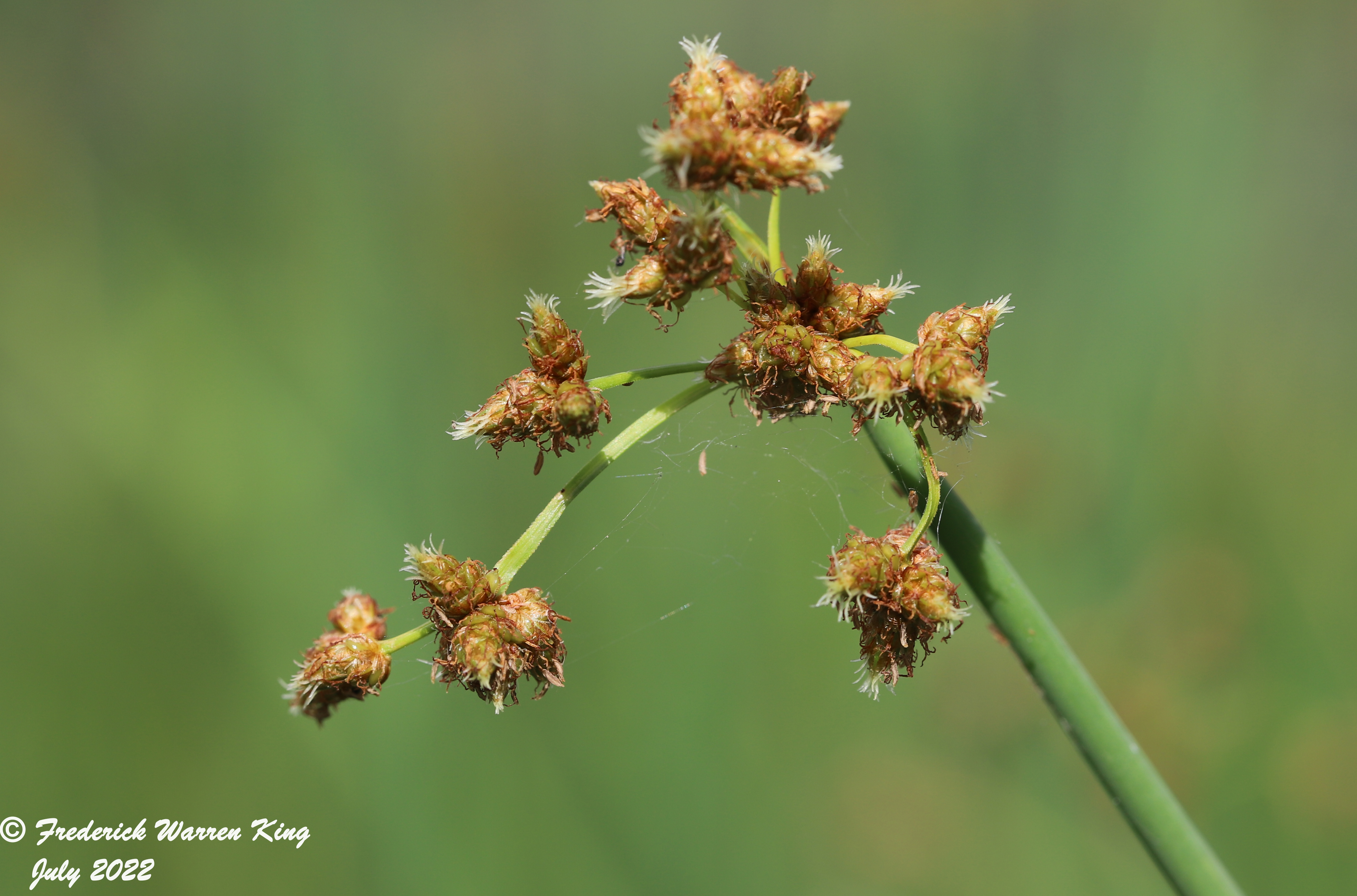 wild-flower-Schoenoplectus-tabernaemontani-07-25-2022-IMG_3112.JPG