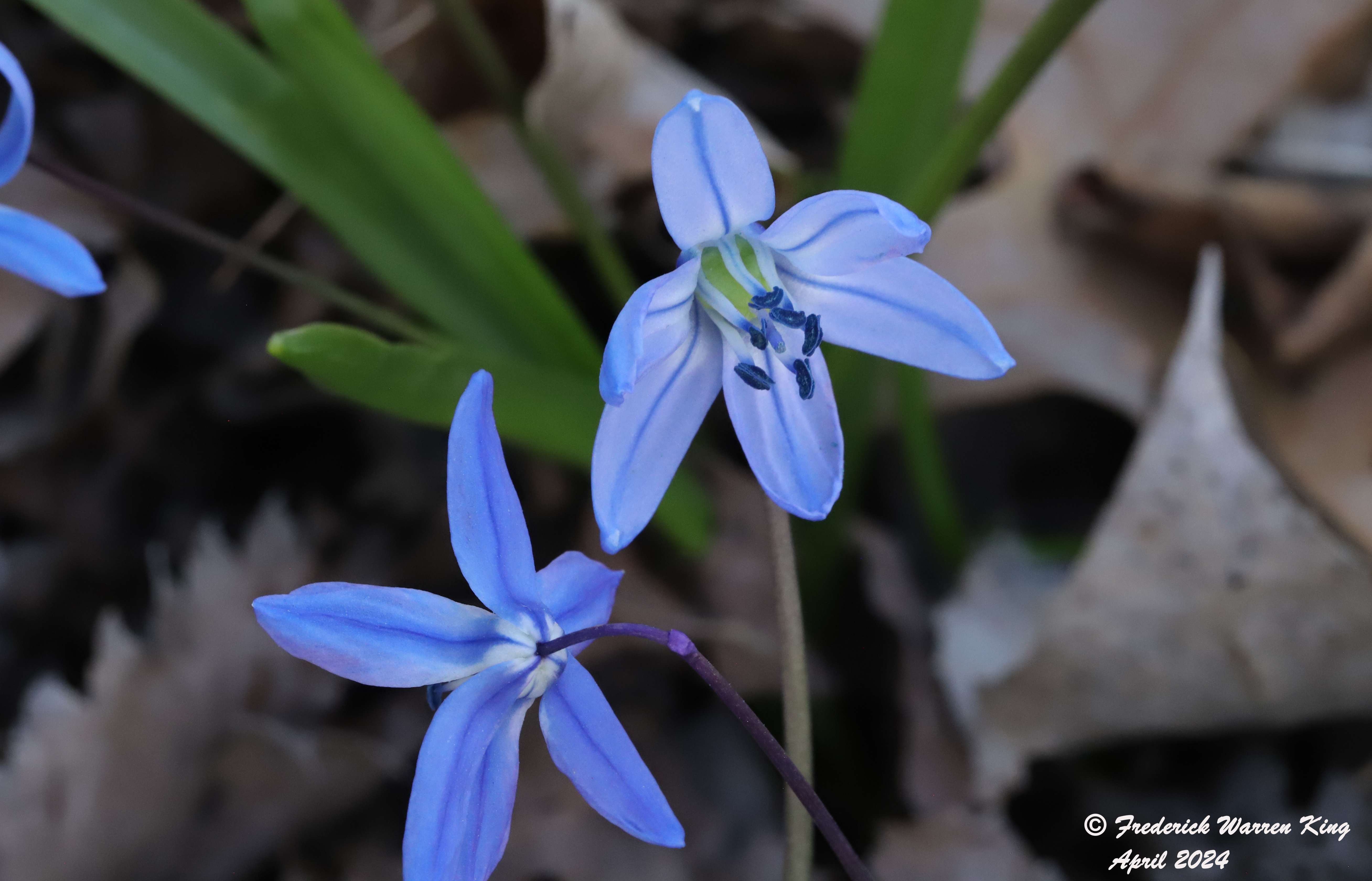 wild-flower-Scilla-siberica-04-14-2024-IMG_0226.JPG
