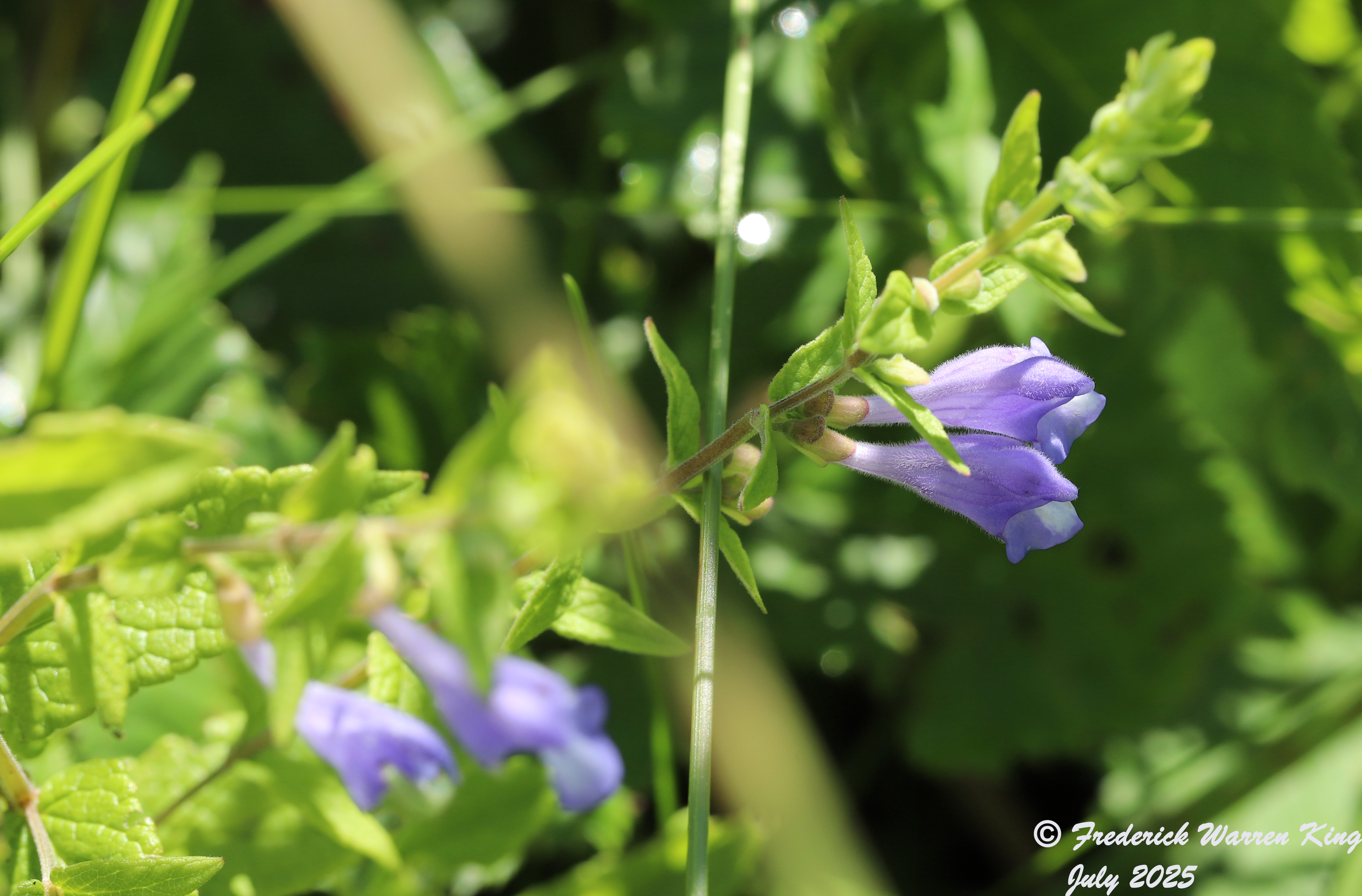 wild-flower-Scutellaria-galericulata-07-09-2025-IMG_5345.JPG