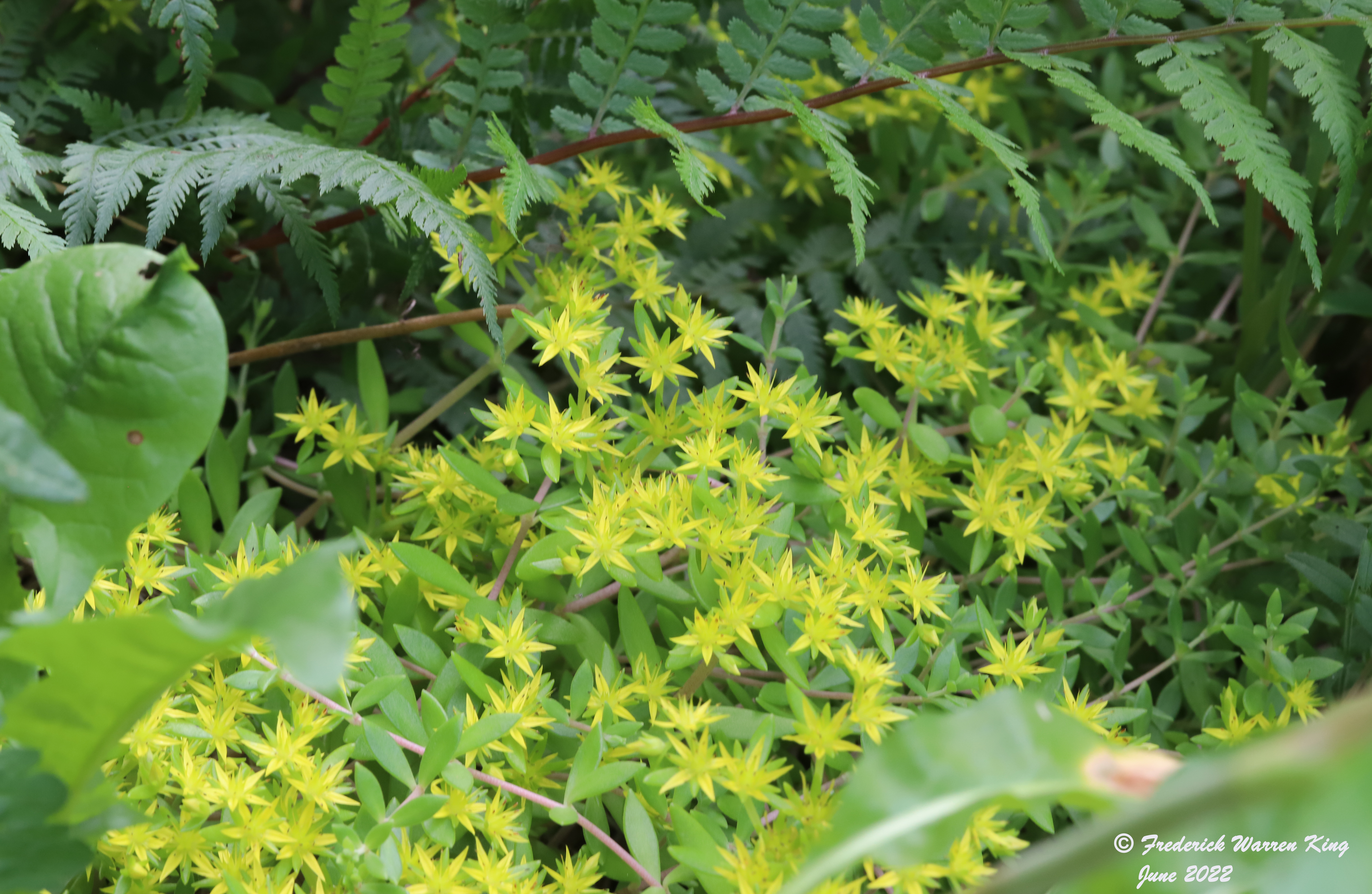 wild-flower-Sedum-sarmentosum-06-24-2022-IMG_2055.JPG