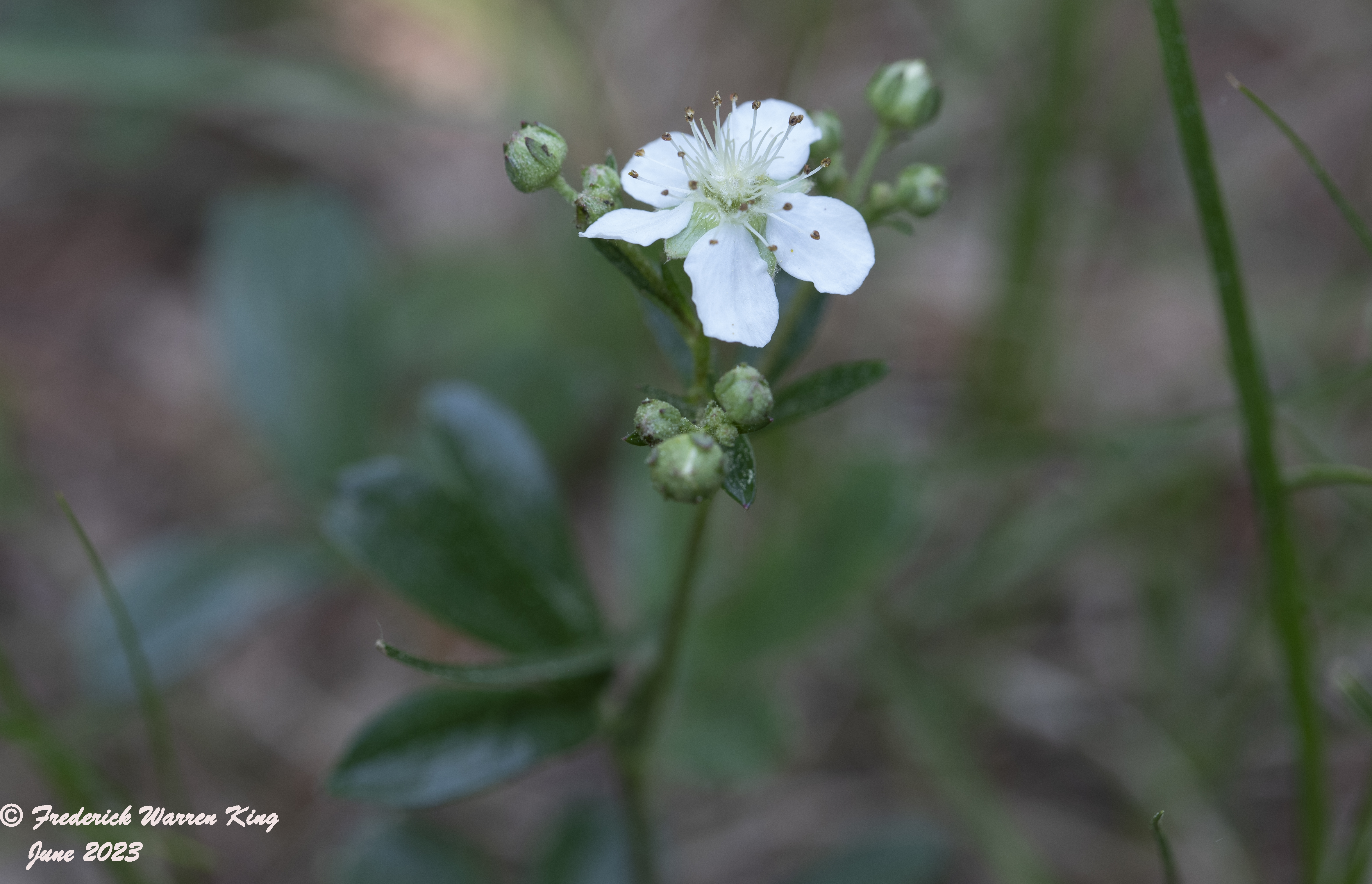 wild-flower-Sibbaldia-tridentata-06-06-2023-IMG_6086.JPG