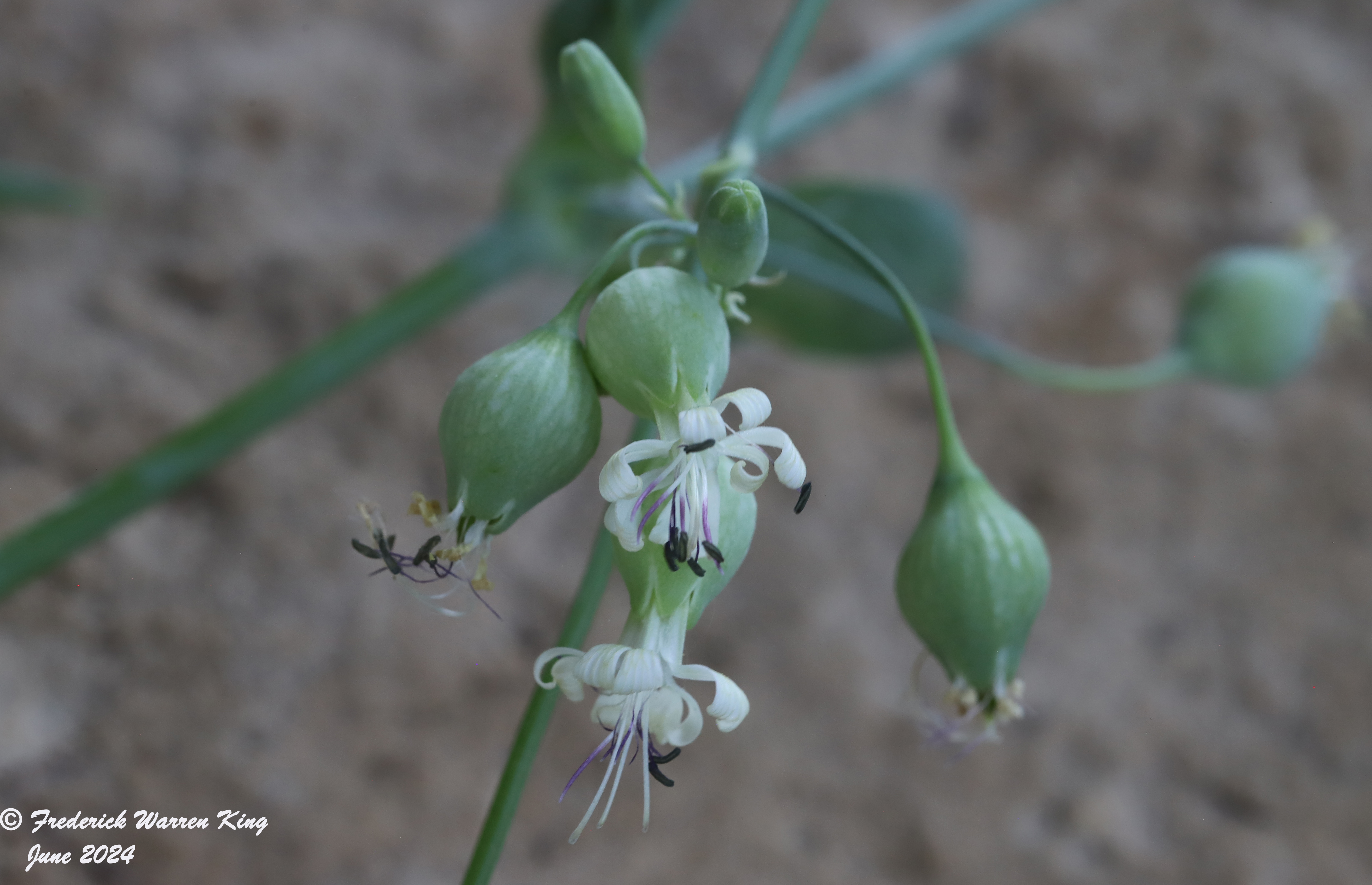 wild-flower-Silene-vulgaris-06-16-2024-IMG_1971.JPG
