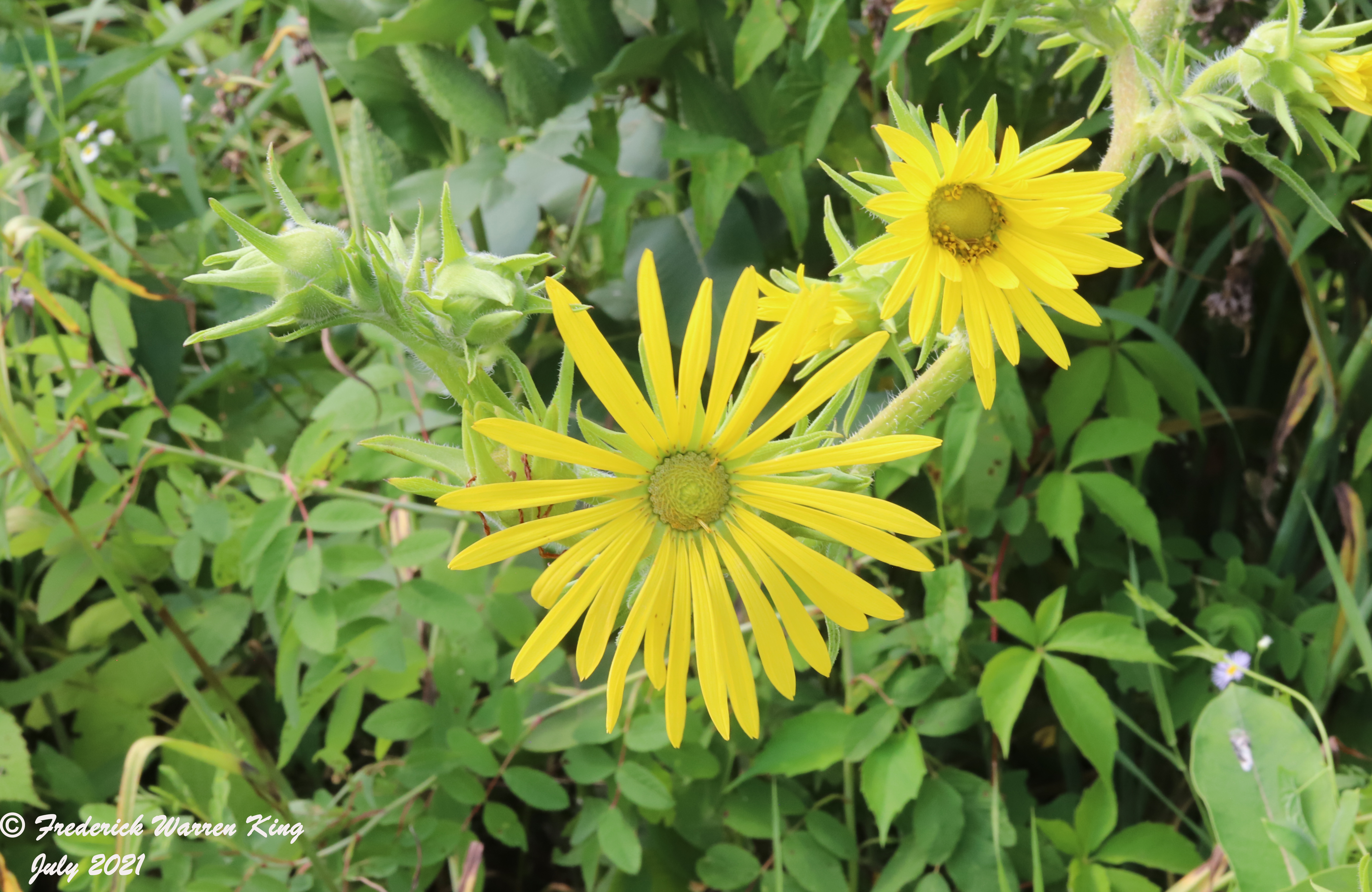 wild-flower-Silphium-laciniatum-07-23-2021-IMG_8073.JPG