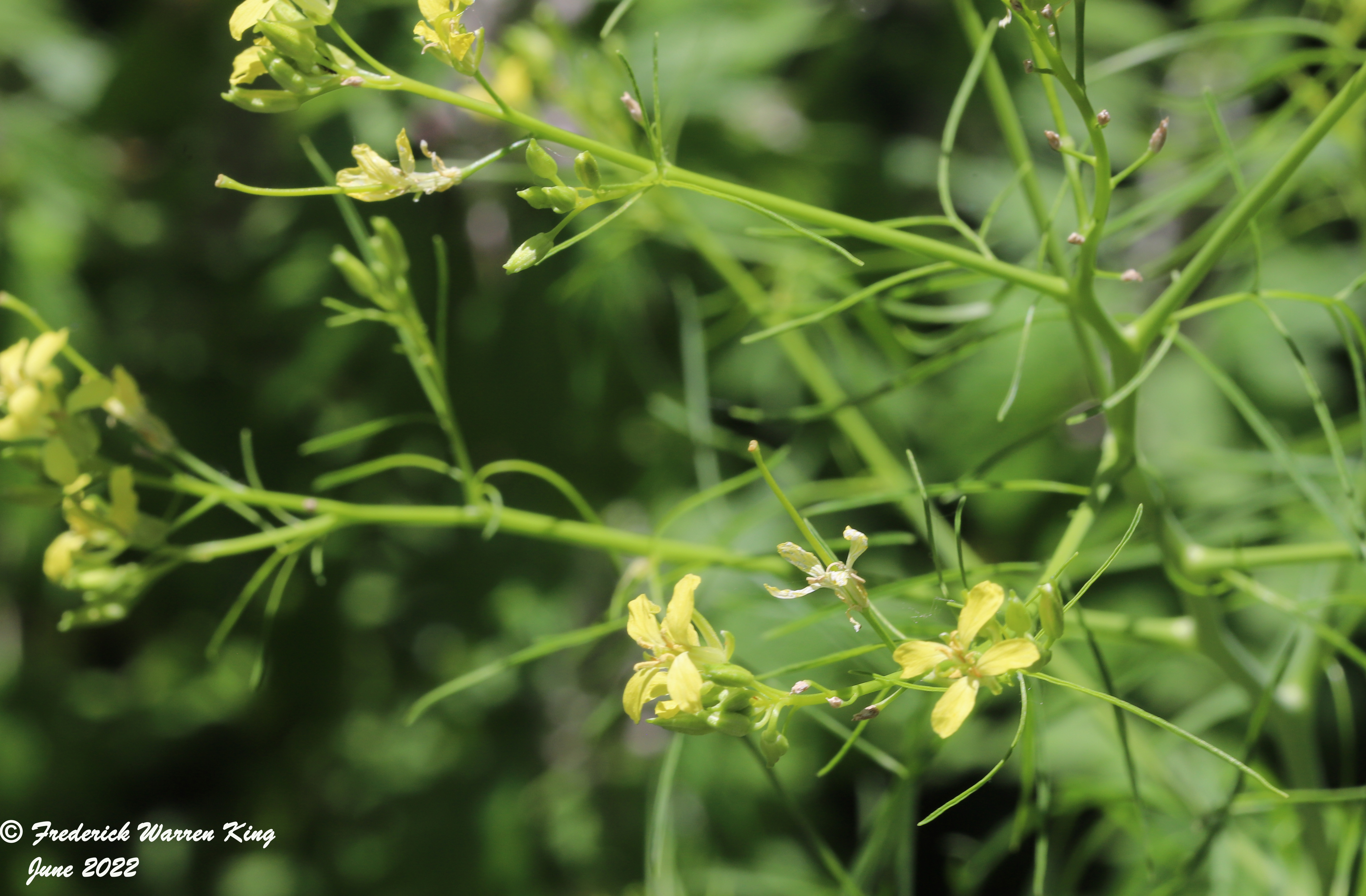 wild-flower-Sisymbrium-altissimum-06-22-2022-IMG_1846.JPG