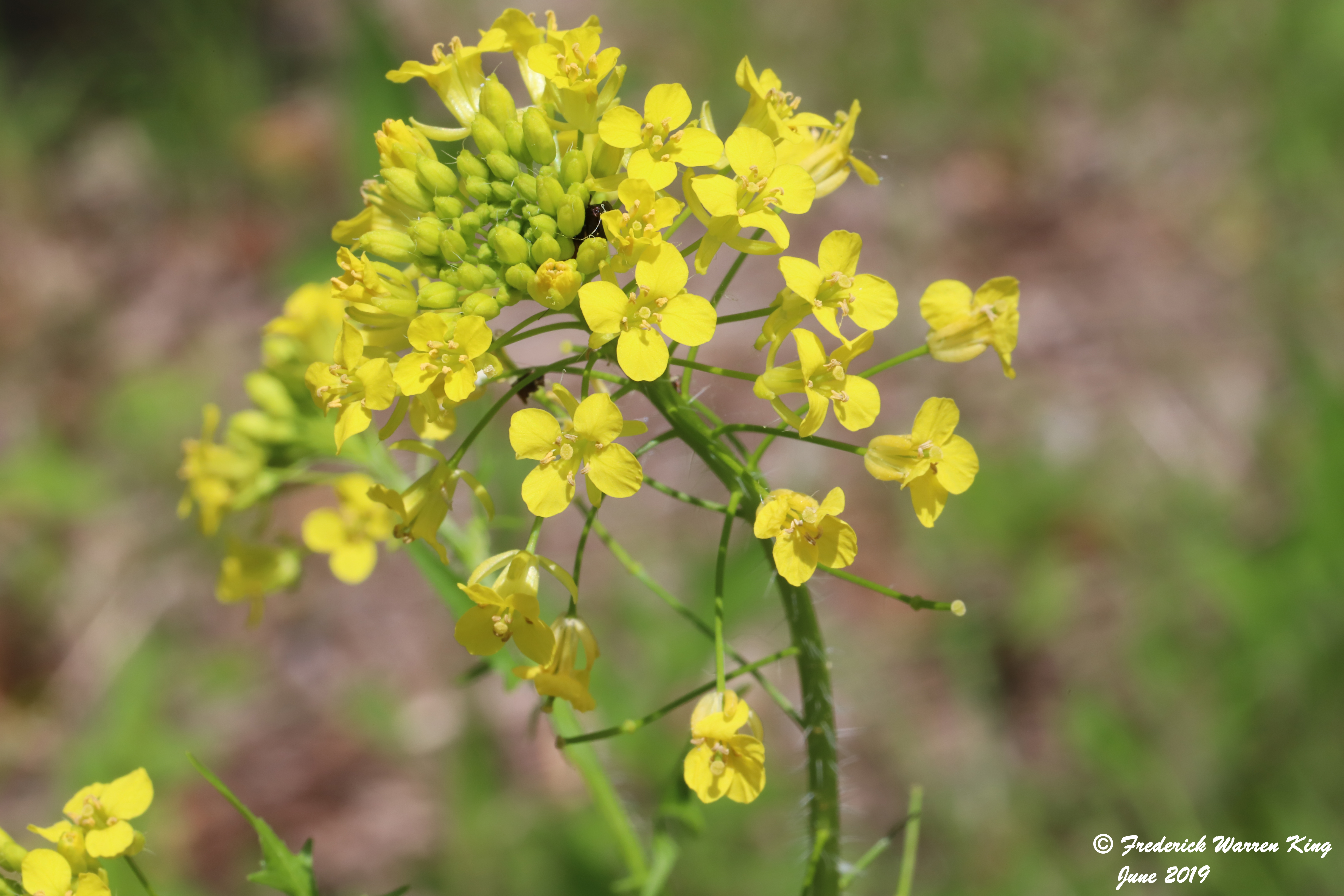 wild-flower-Sisymbrium-loeselii-06-12-2019-IMG_1775.JPG