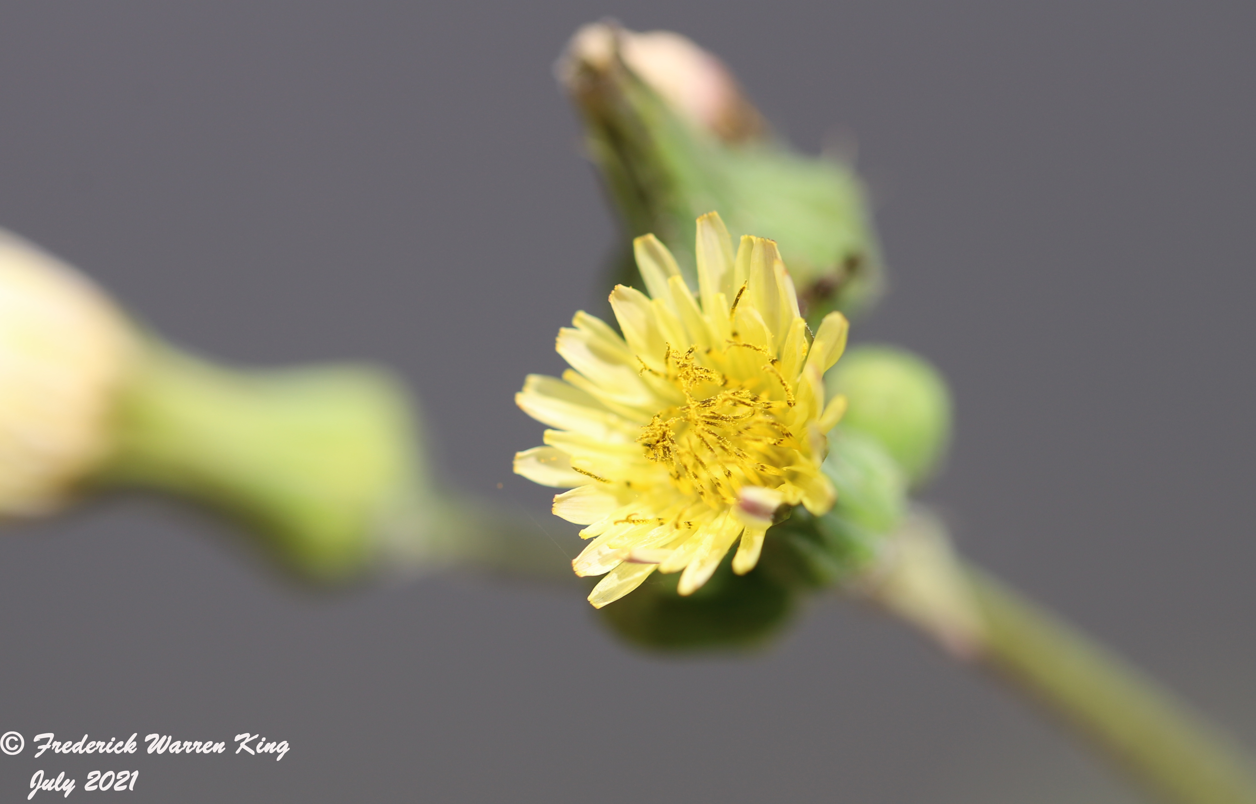 wild-flower-Sonchus-oleraceus-07-13-2021-IMG_7708.JPG
